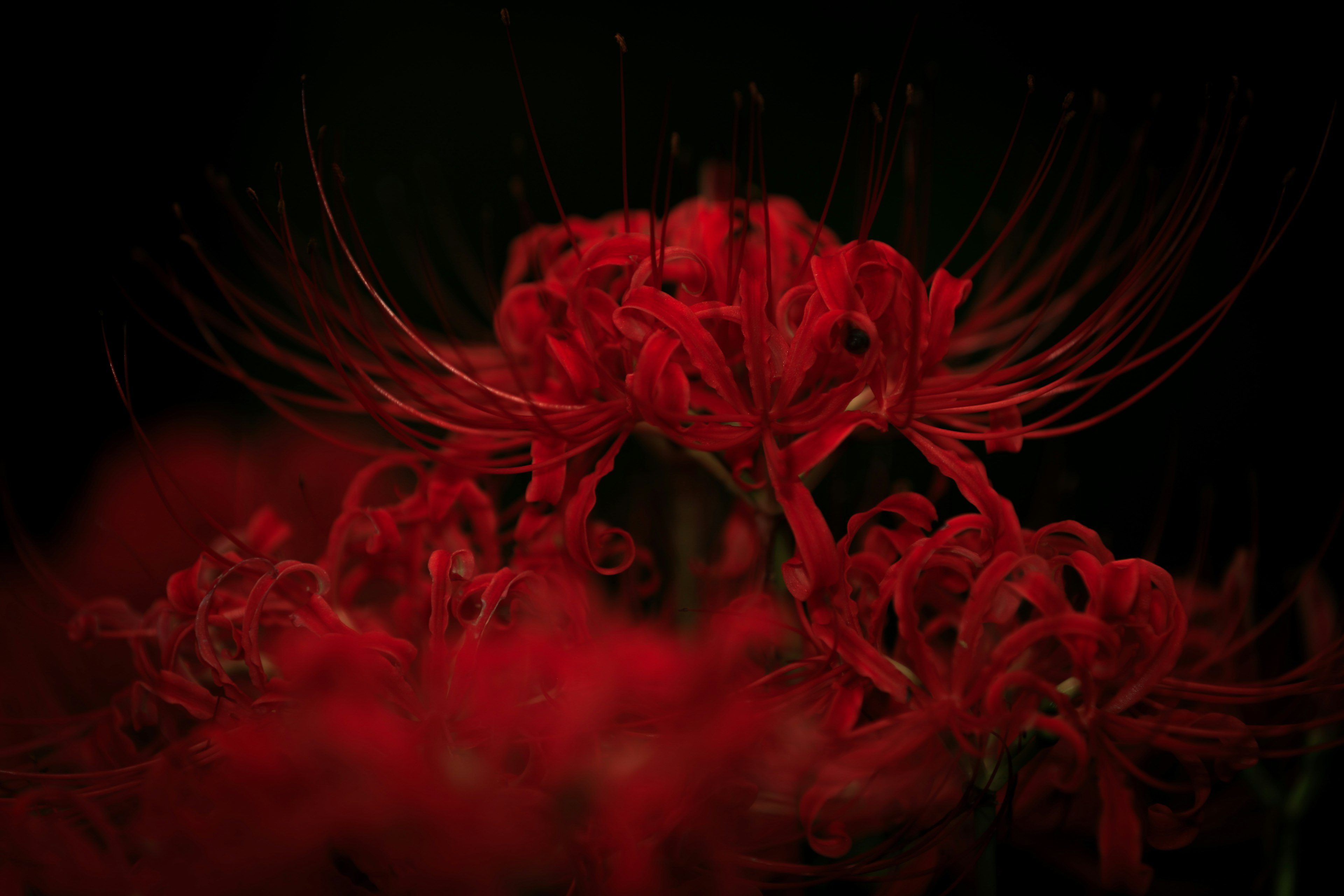 Vibrant red spider lilies against a black background