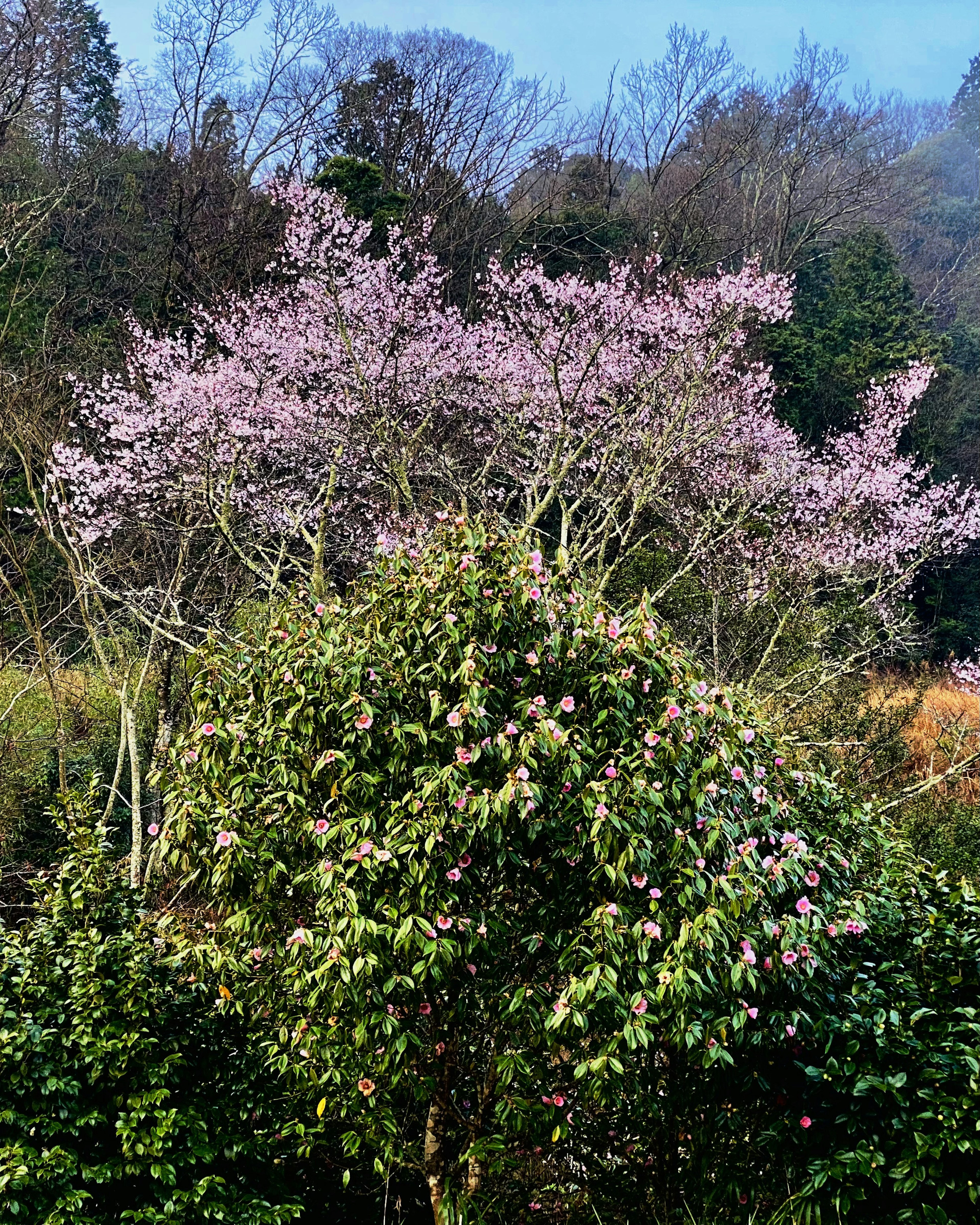 Landscape featuring a cherry blossom tree and lush green plants