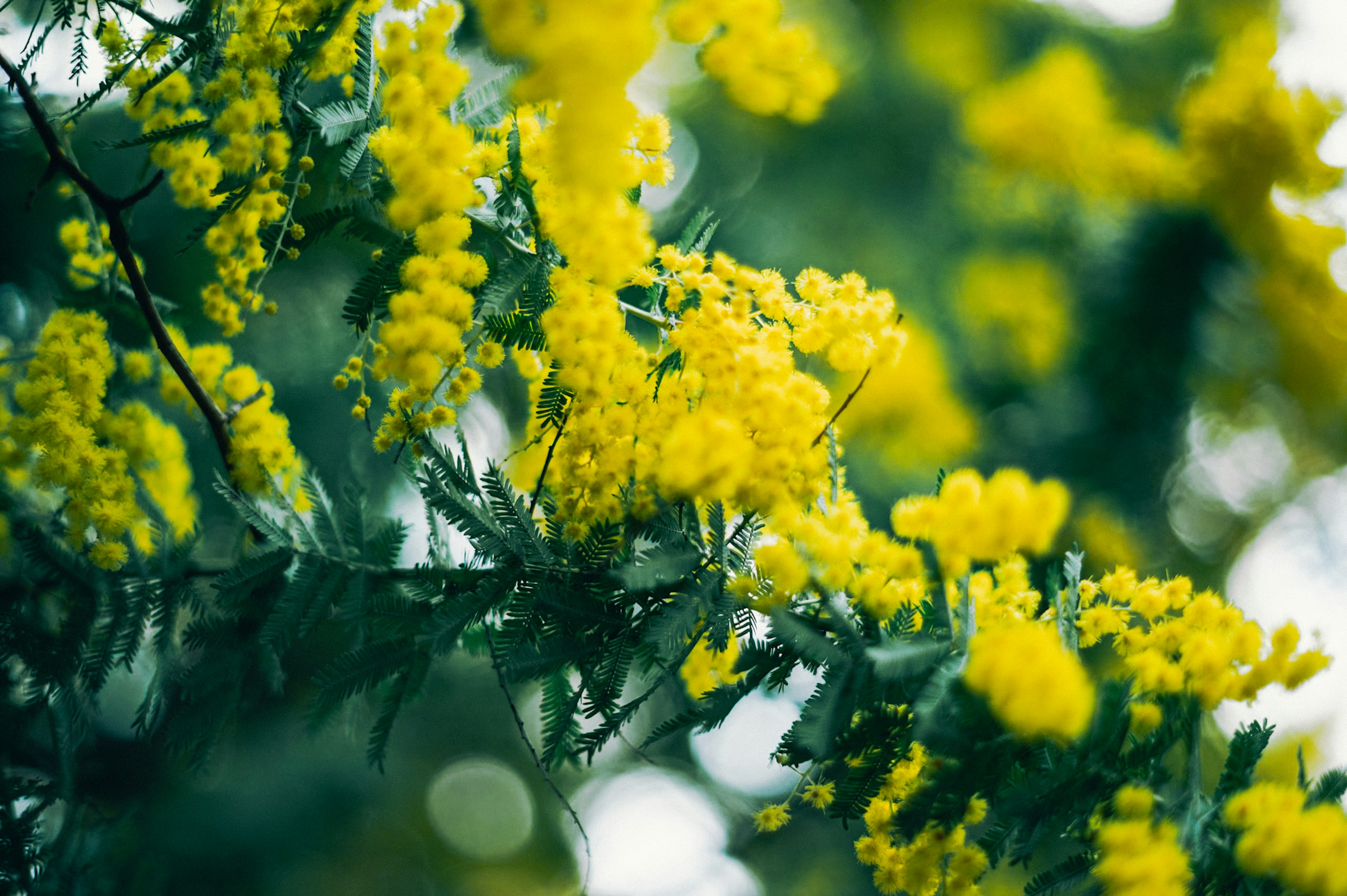 黄色いミモザの花が咲いている枝のクローズアップ