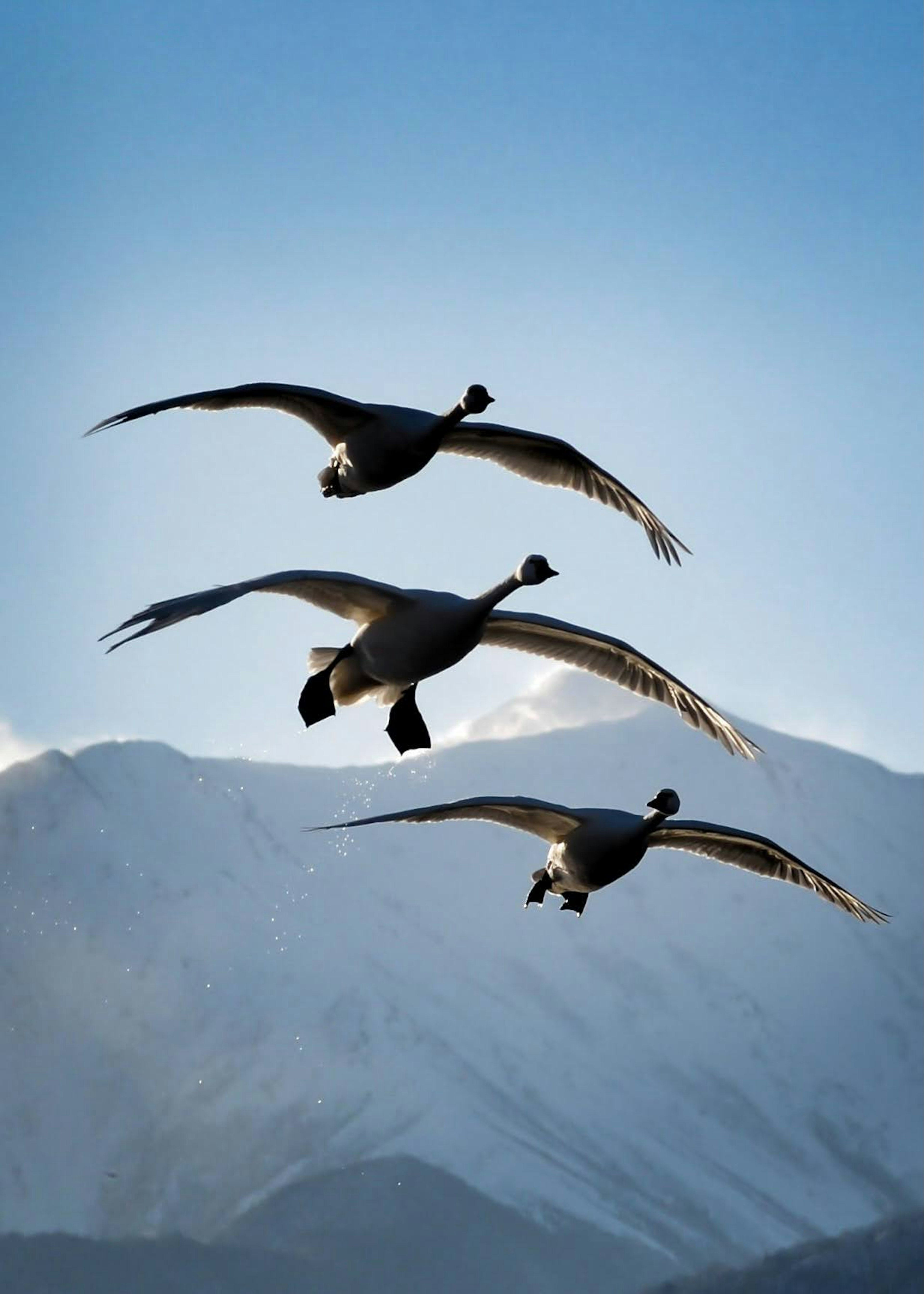 三羽の白鳥が青空を背景に飛んでいる山の風景