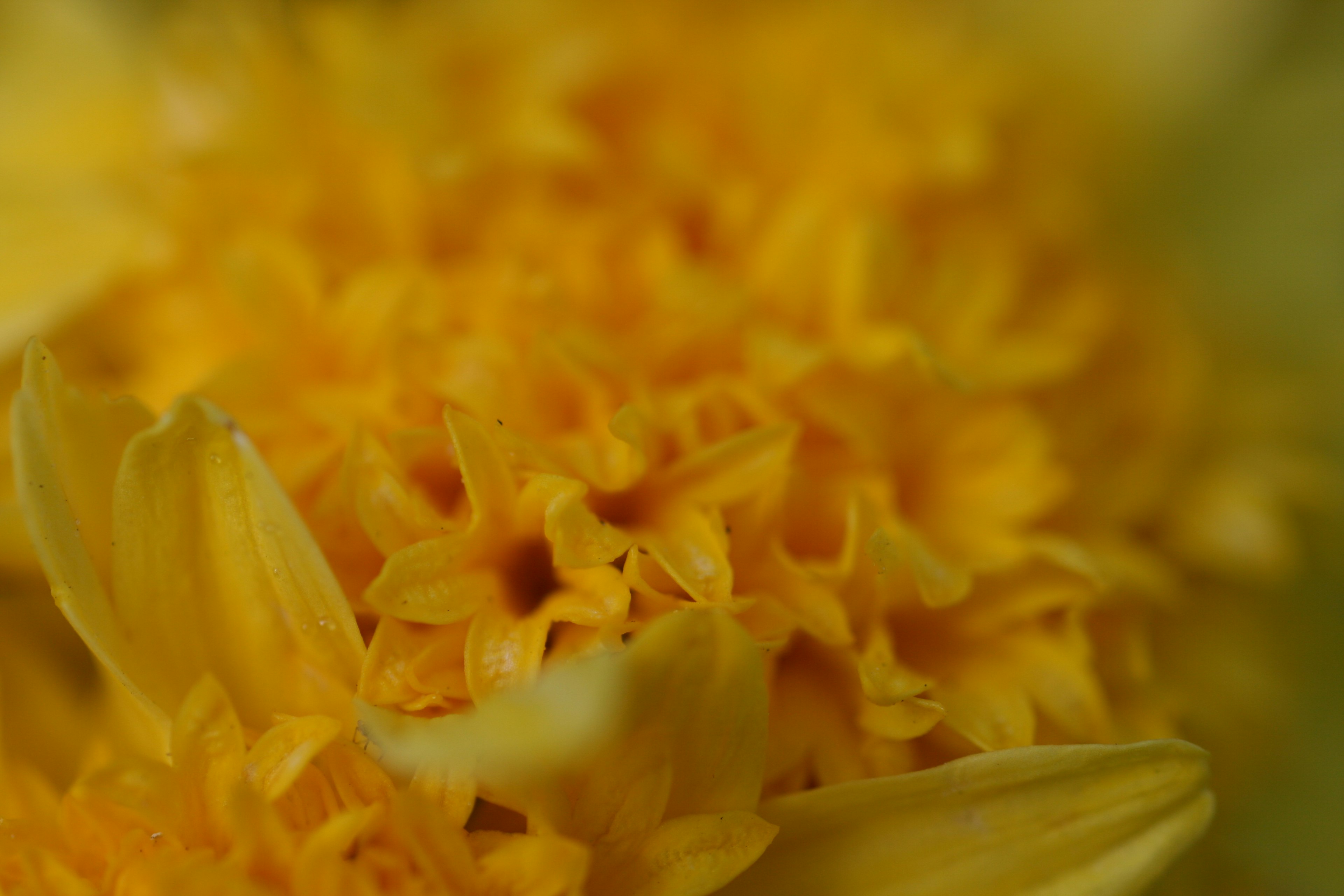 Primo piano di un fiore giallo con petali e centro dettagliati