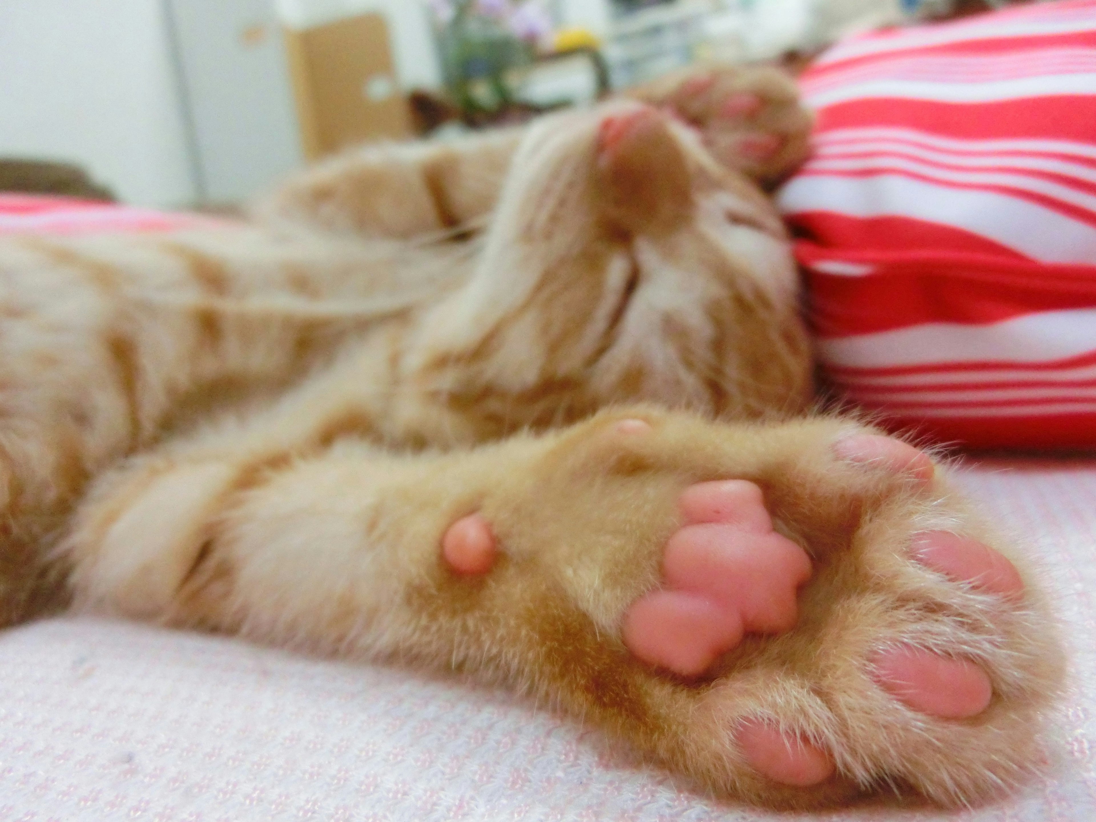 Close-up of a relaxed orange cat's paw