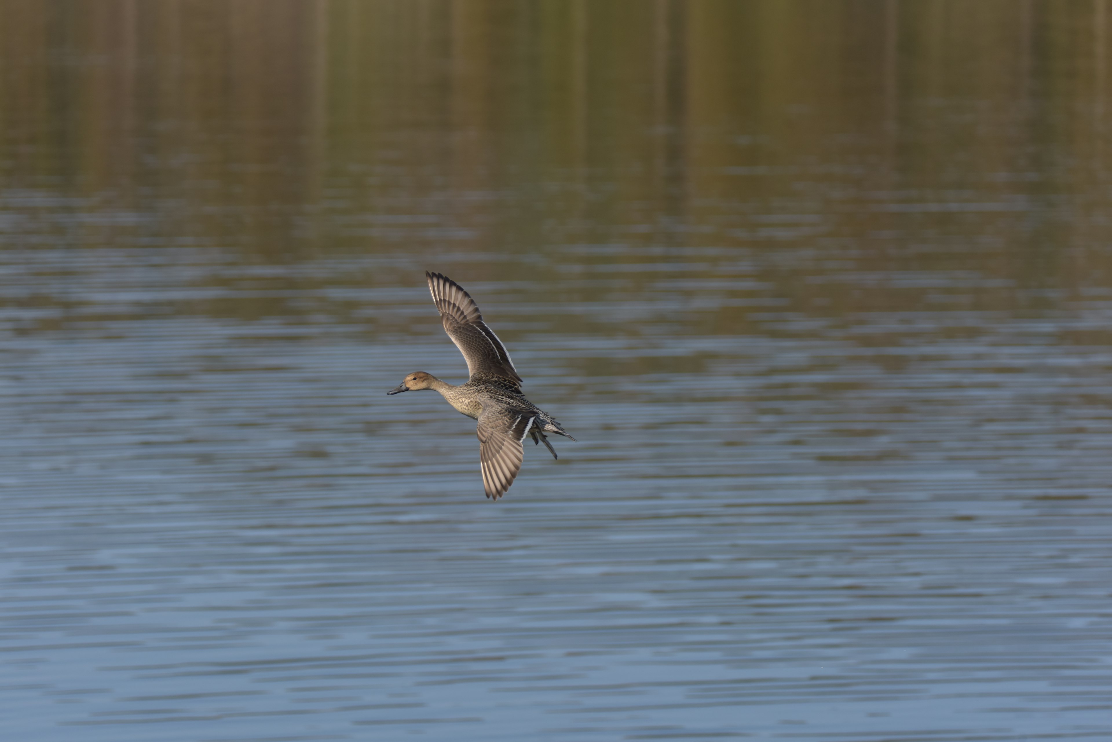 A bird flying over a calm water surface reflecting the surroundings