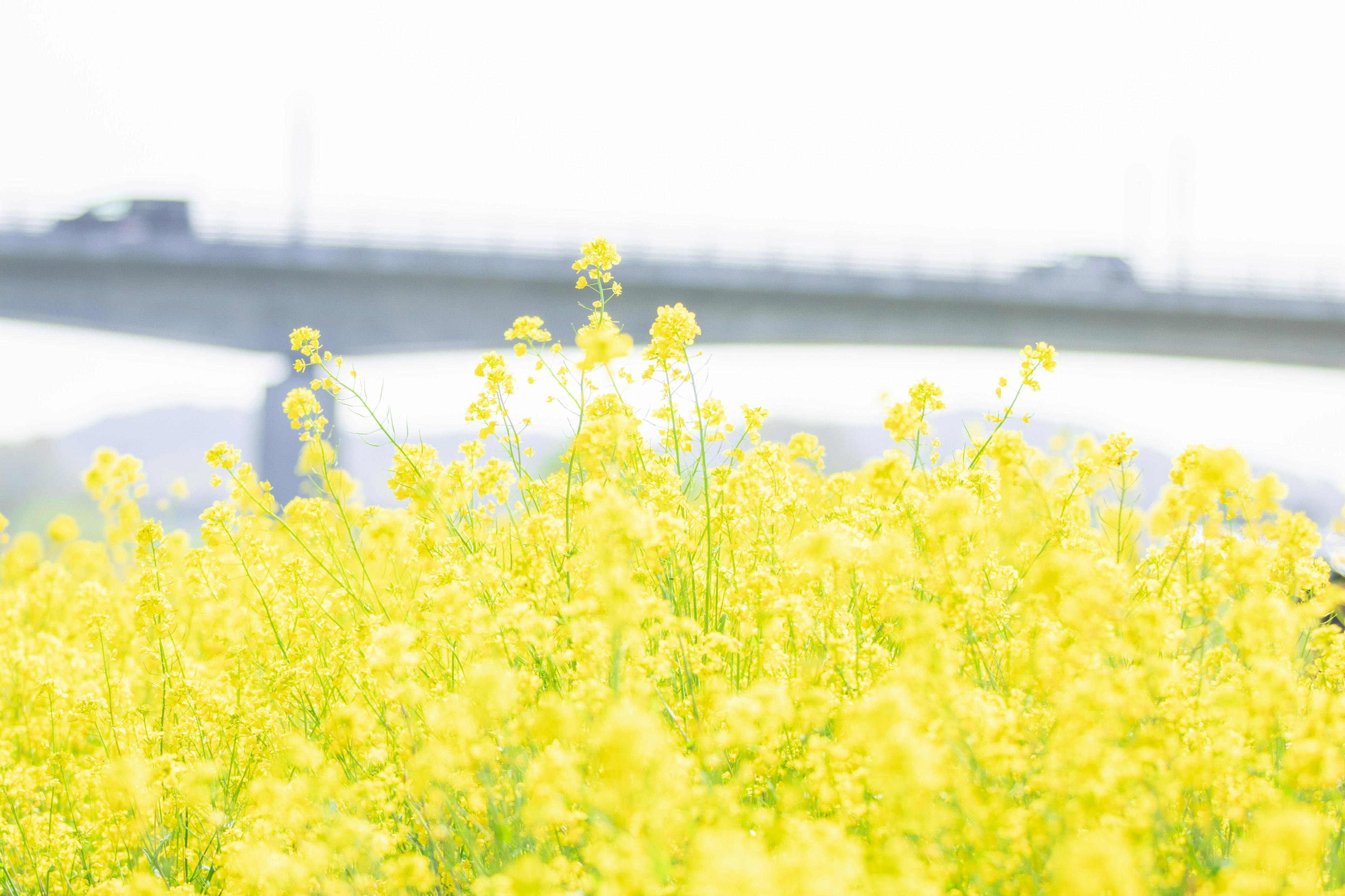 Bright yellow rapeseed field under a bridge