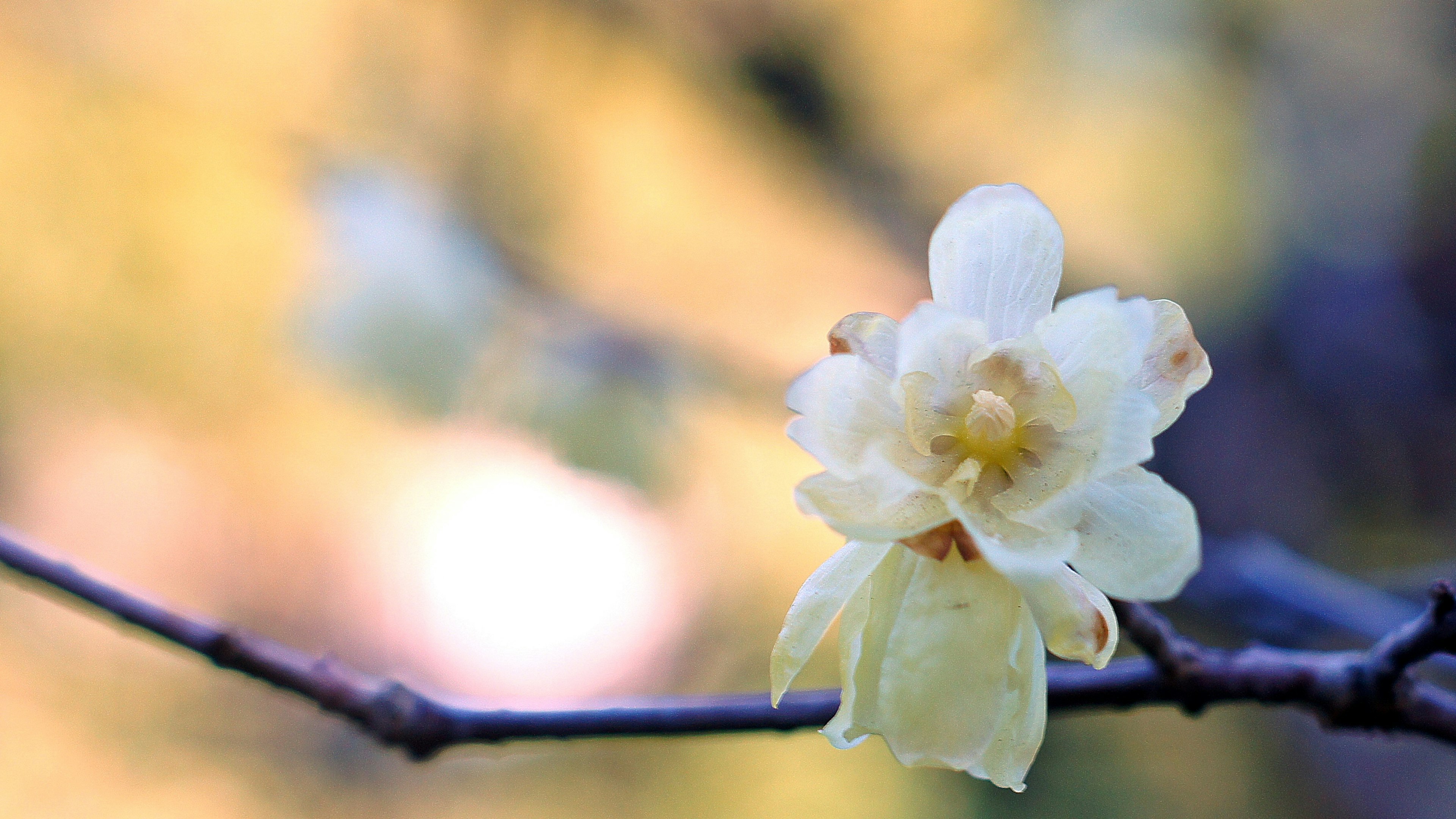 Un fiore giallo che sboccia su un ramo con uno sfondo sfocato