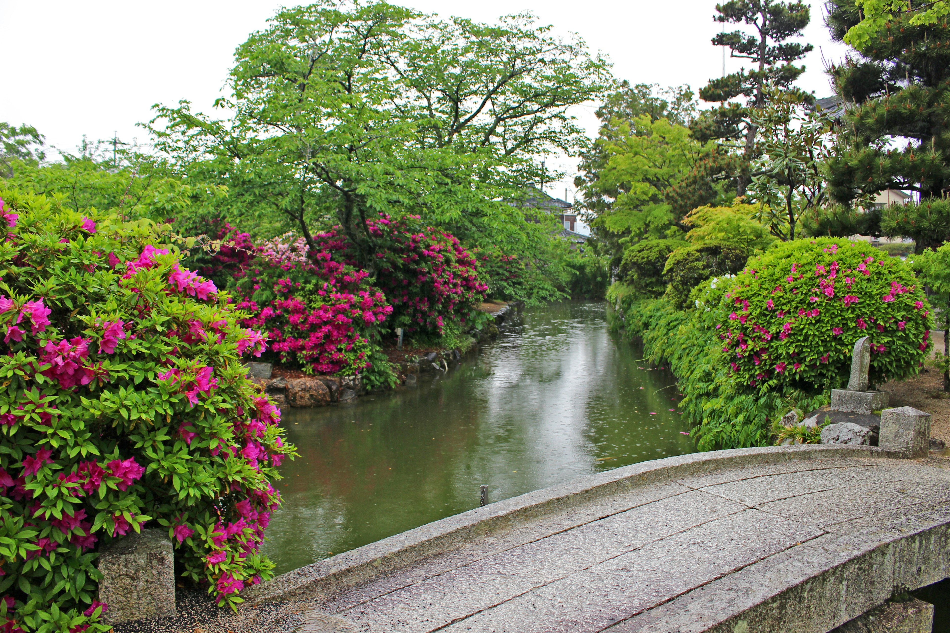 Serene landscape with a tranquil stream surrounded by lush greenery and blooming flowers