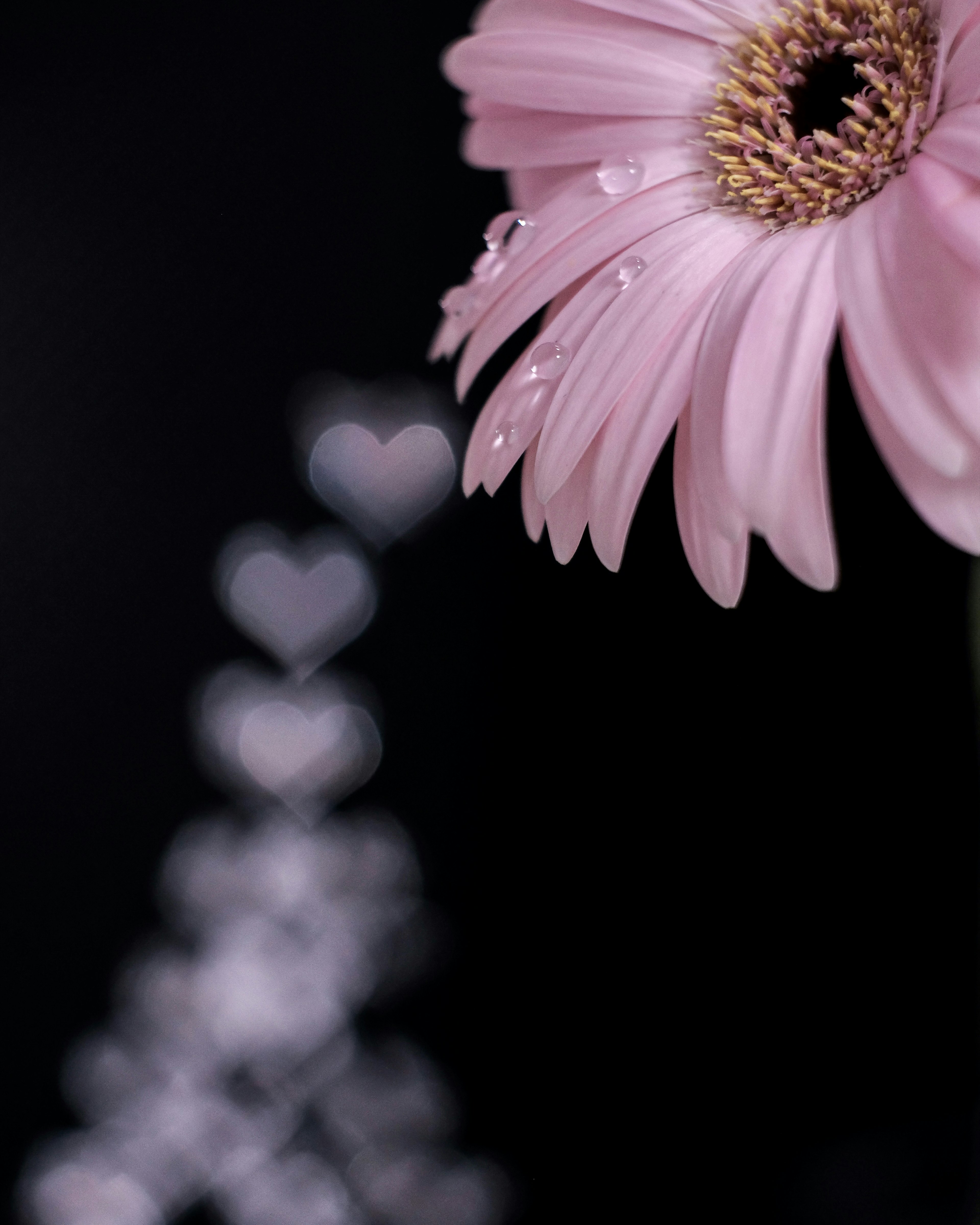 Fiore rosa con sfondo bokeh a forma di cuore