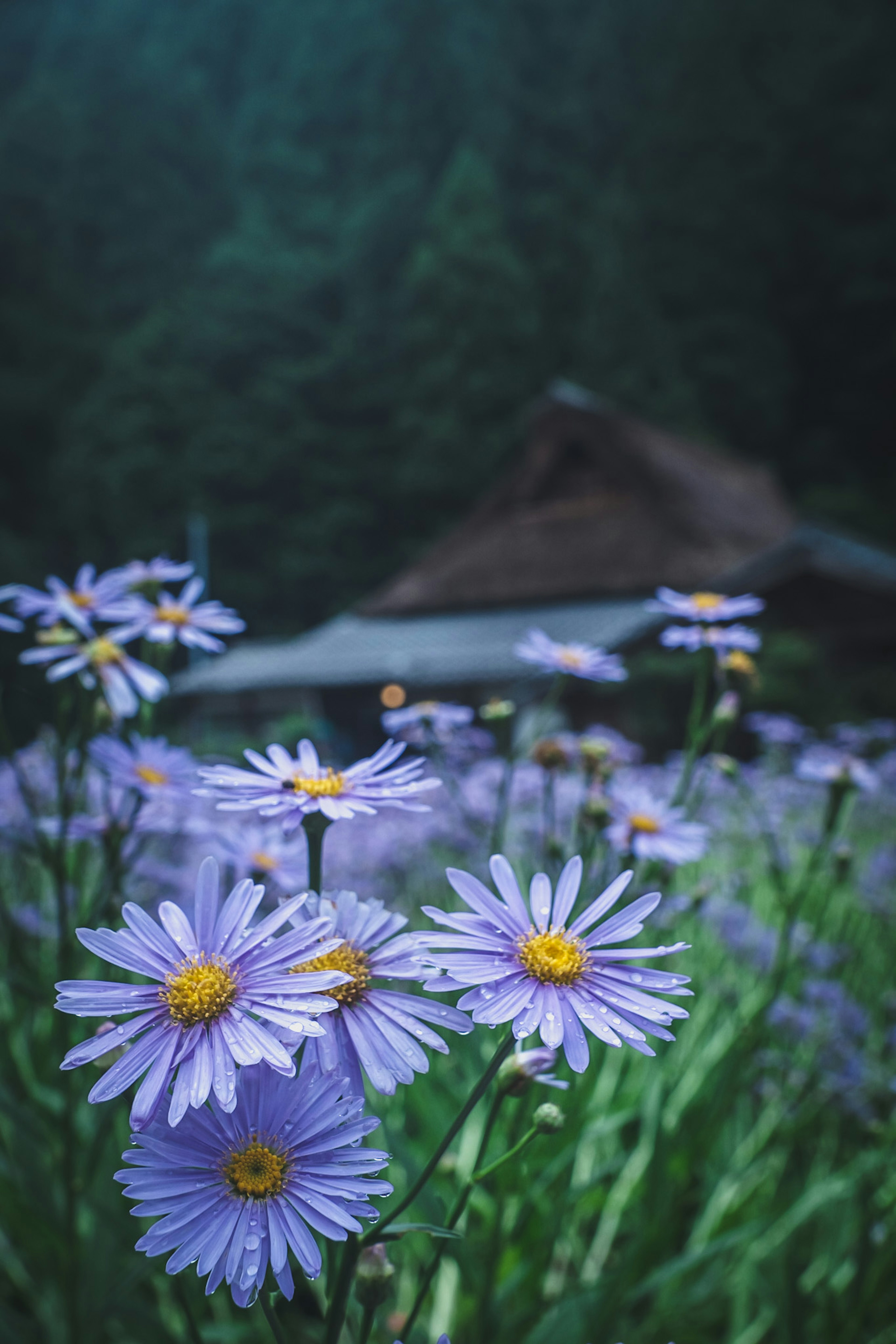 青紫色の花が咲く風景と背景の家