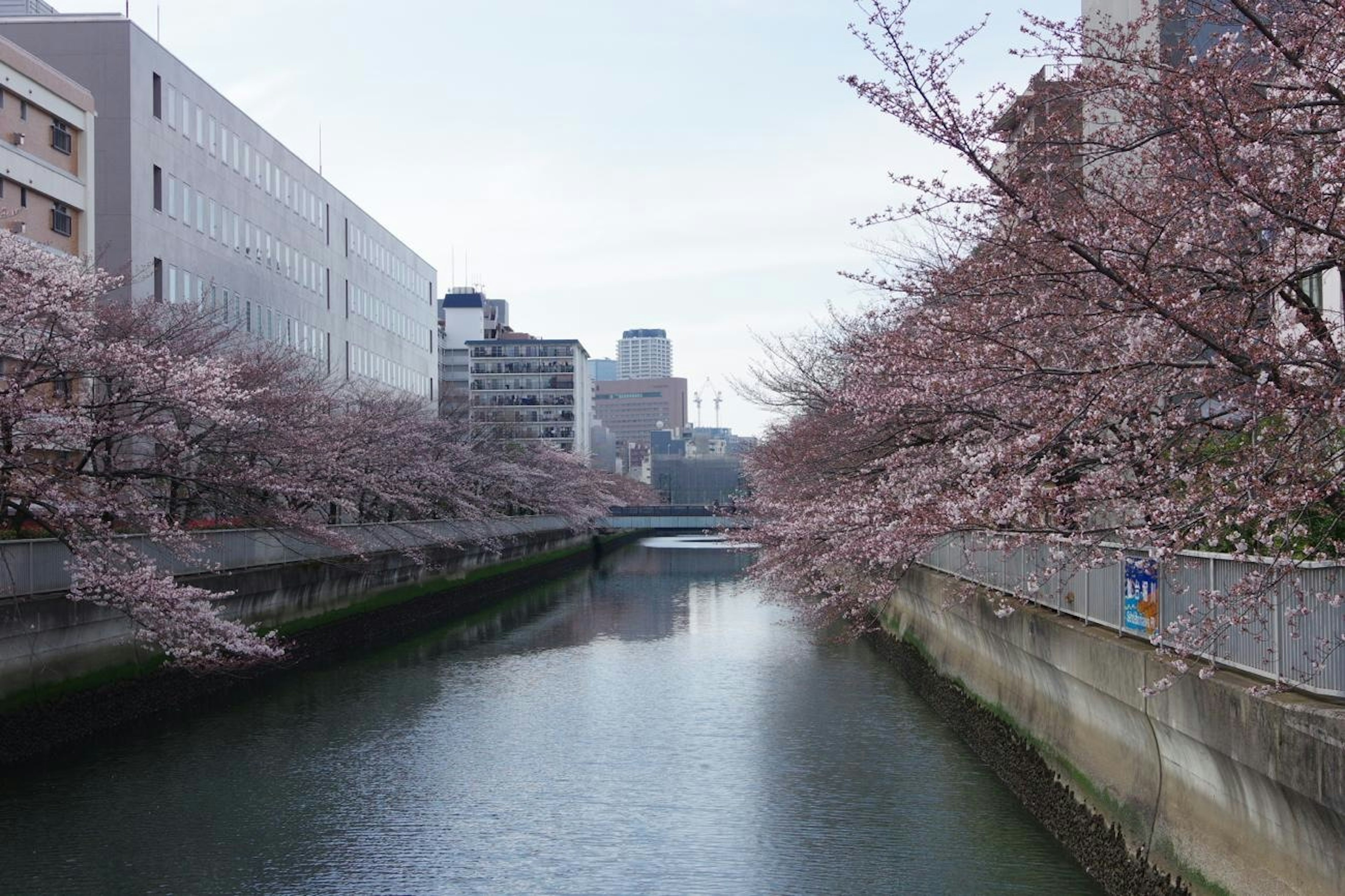 Pemandangan sungai dengan pohon sakura dan latar belakang perkotaan