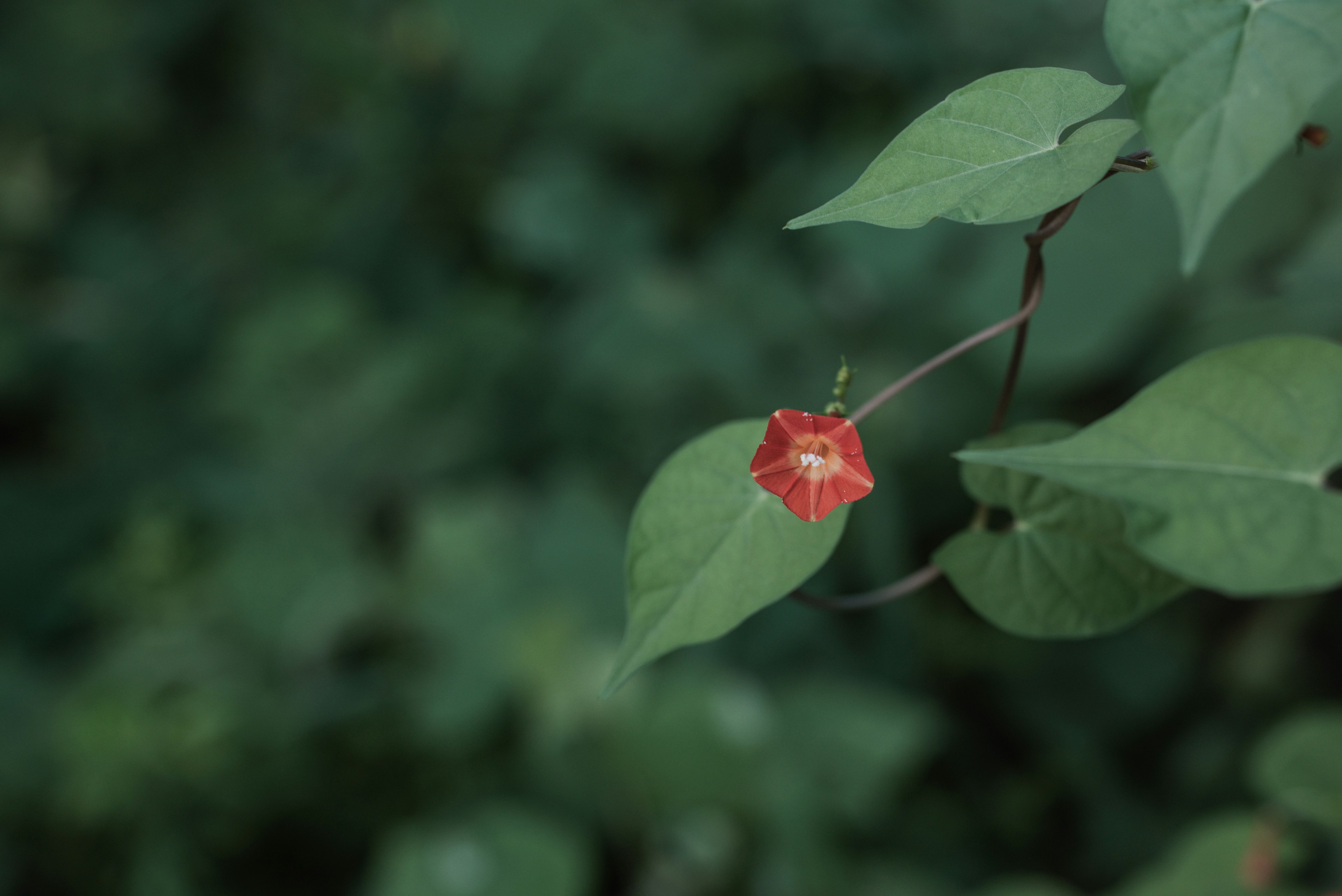 Gros plan d'une plante avec une fleur rouge et des feuilles vertes sur un fond vert flou