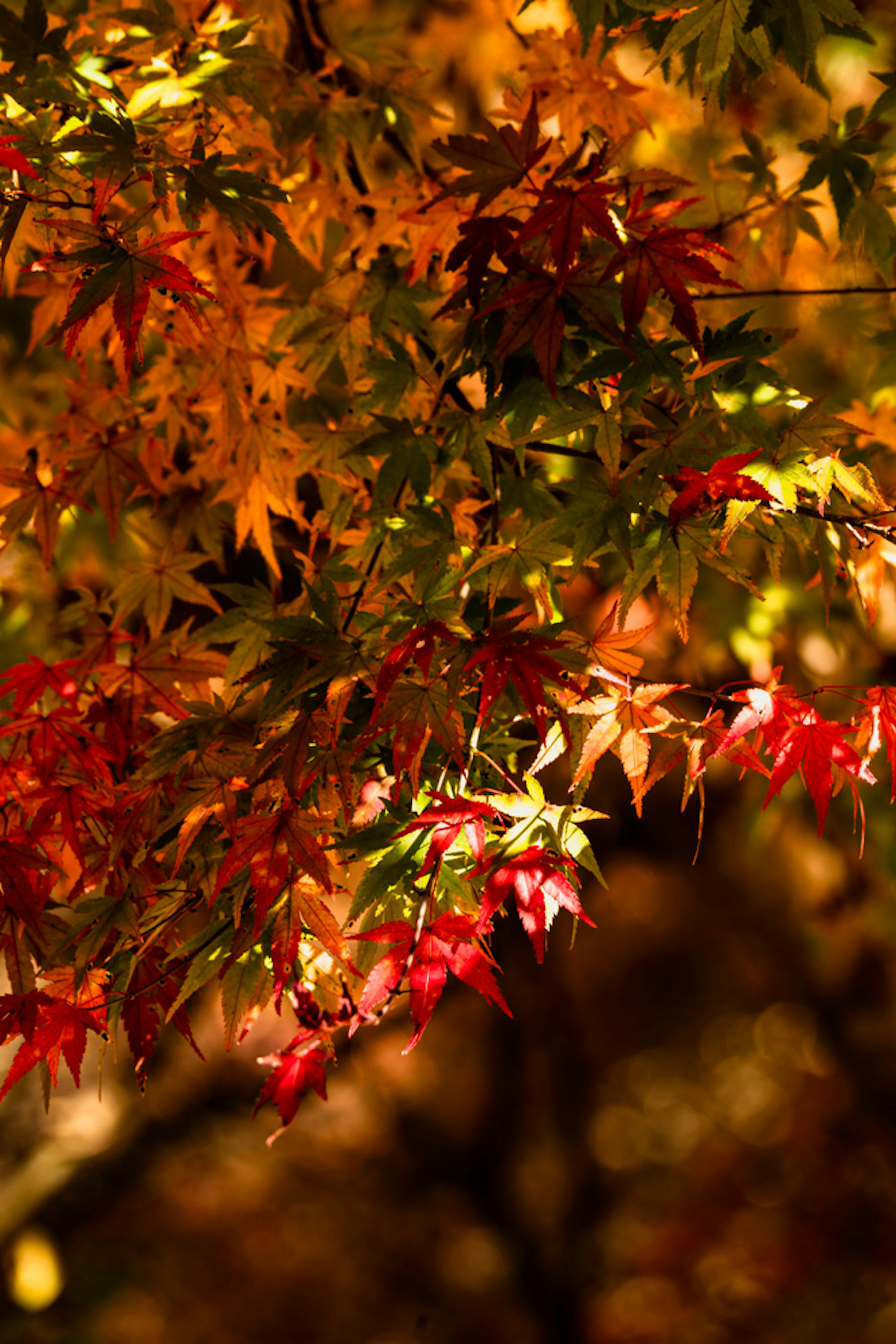 Hojas de arce vibrantes en tonos de naranja y rojo que muestran la belleza del otoño