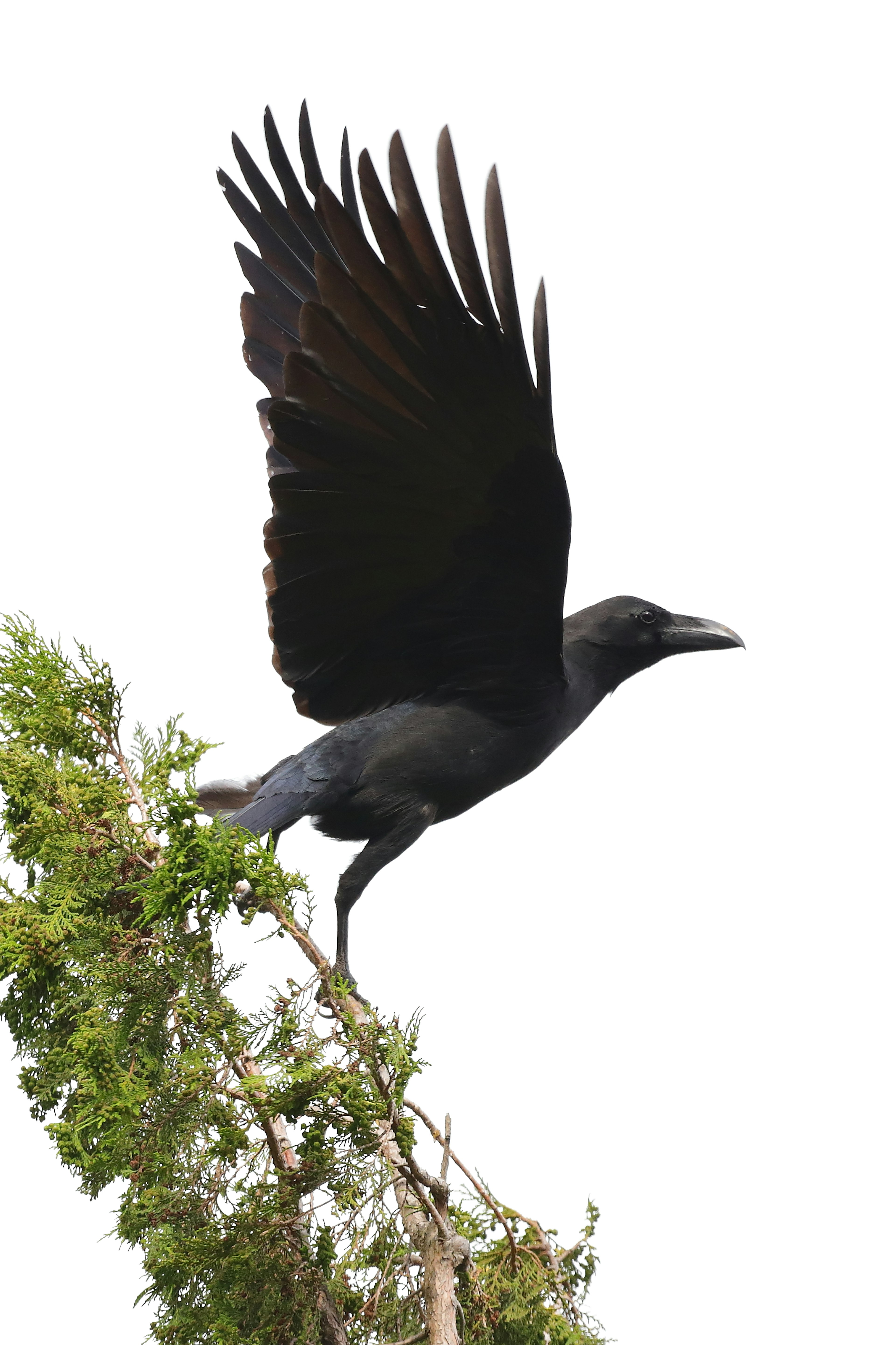 Seekor burung hitam terbang dari cabang