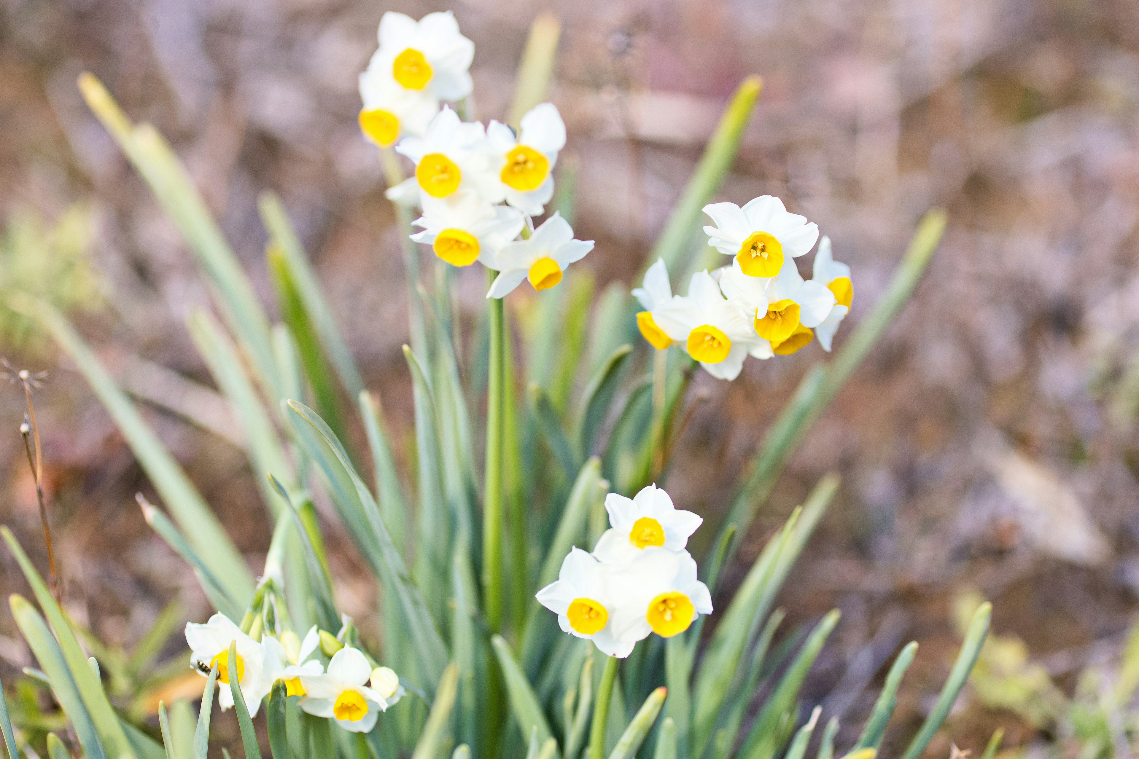 Groupe de fleurs blanches avec des centres jaunes