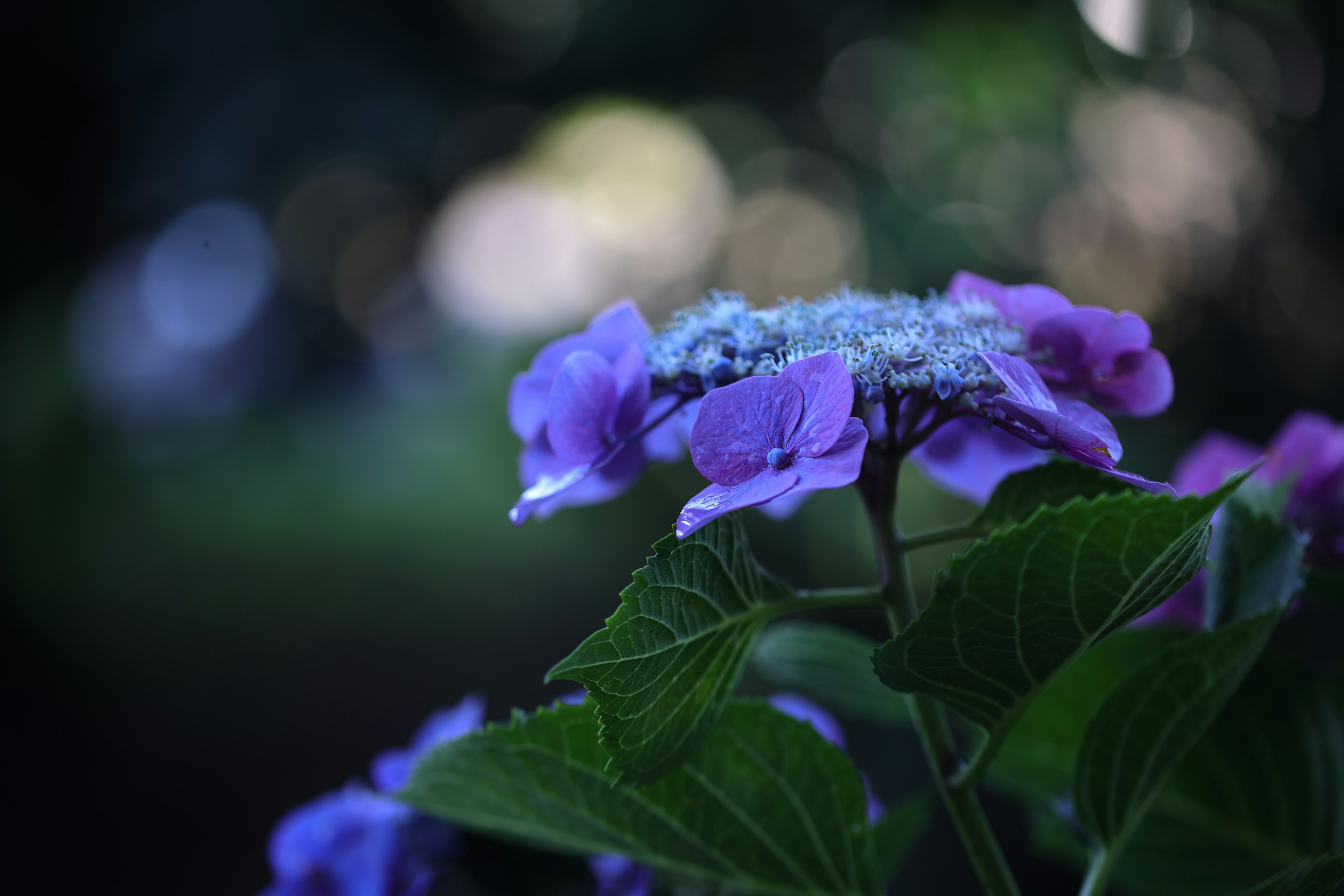 Nahaufnahme eines Pflanze mit lila Blüten und grünen Blättern