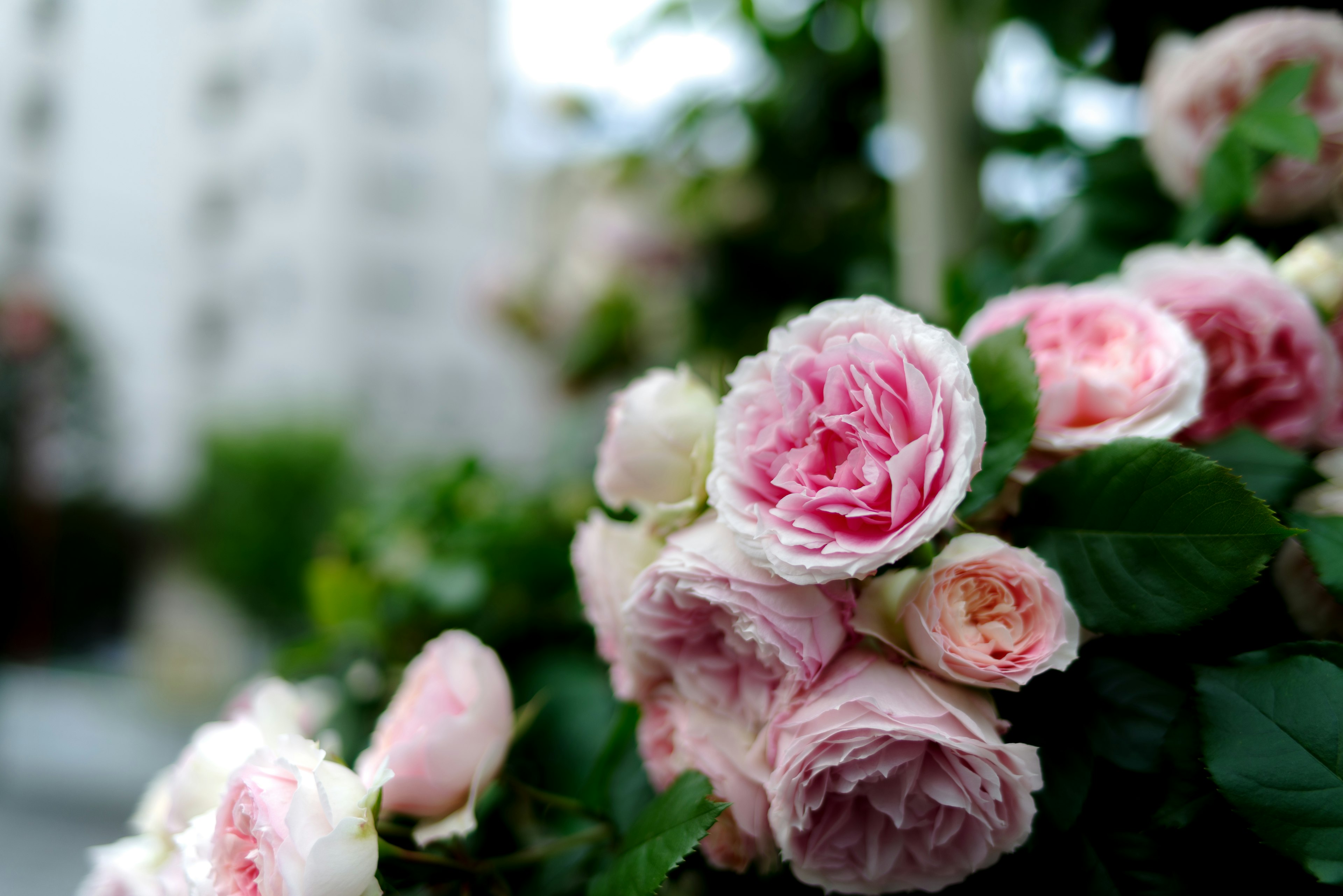 Pink roses blooming against a green leafy background