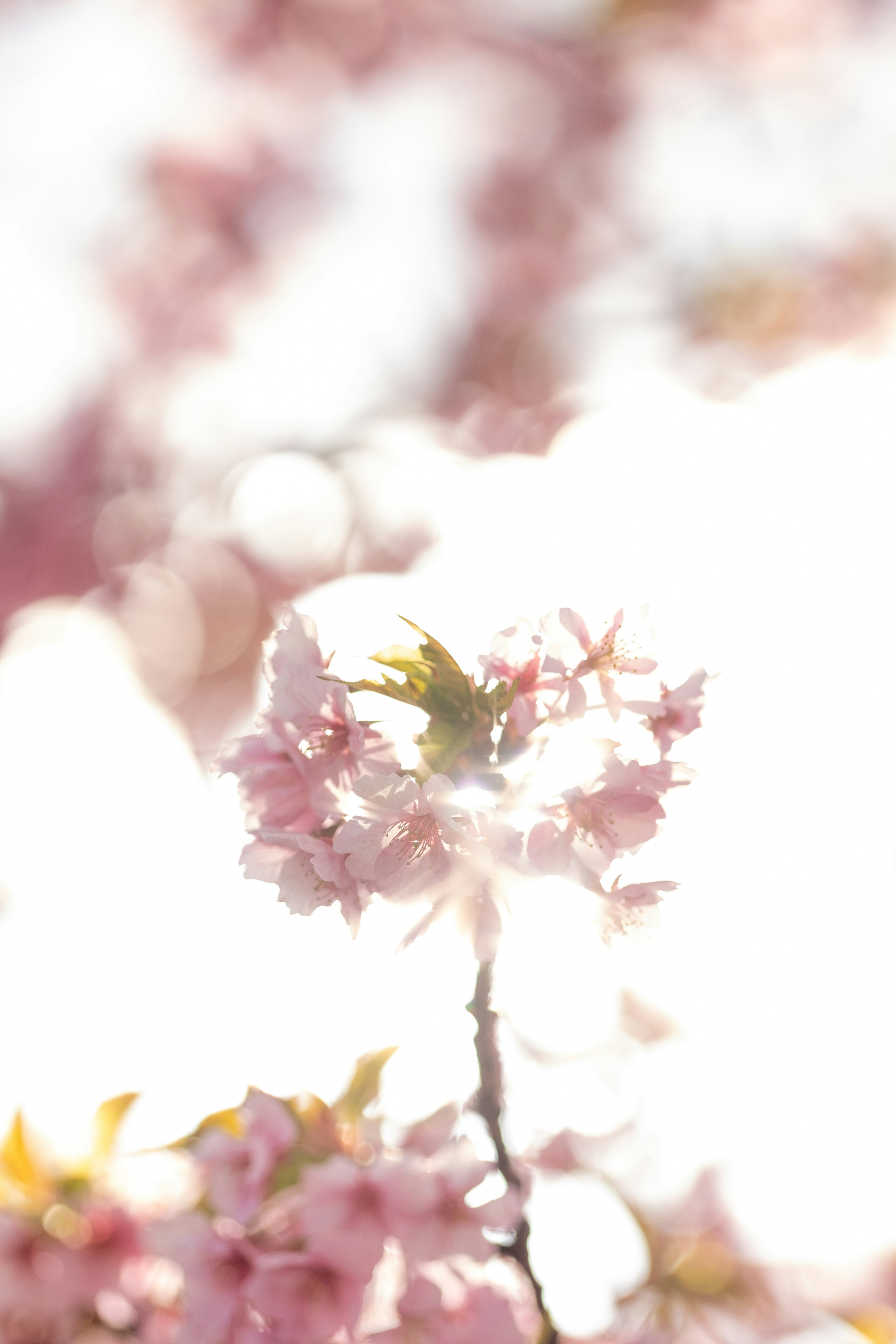 薄明かりの中に咲く桜の花びらが映える美しい風景