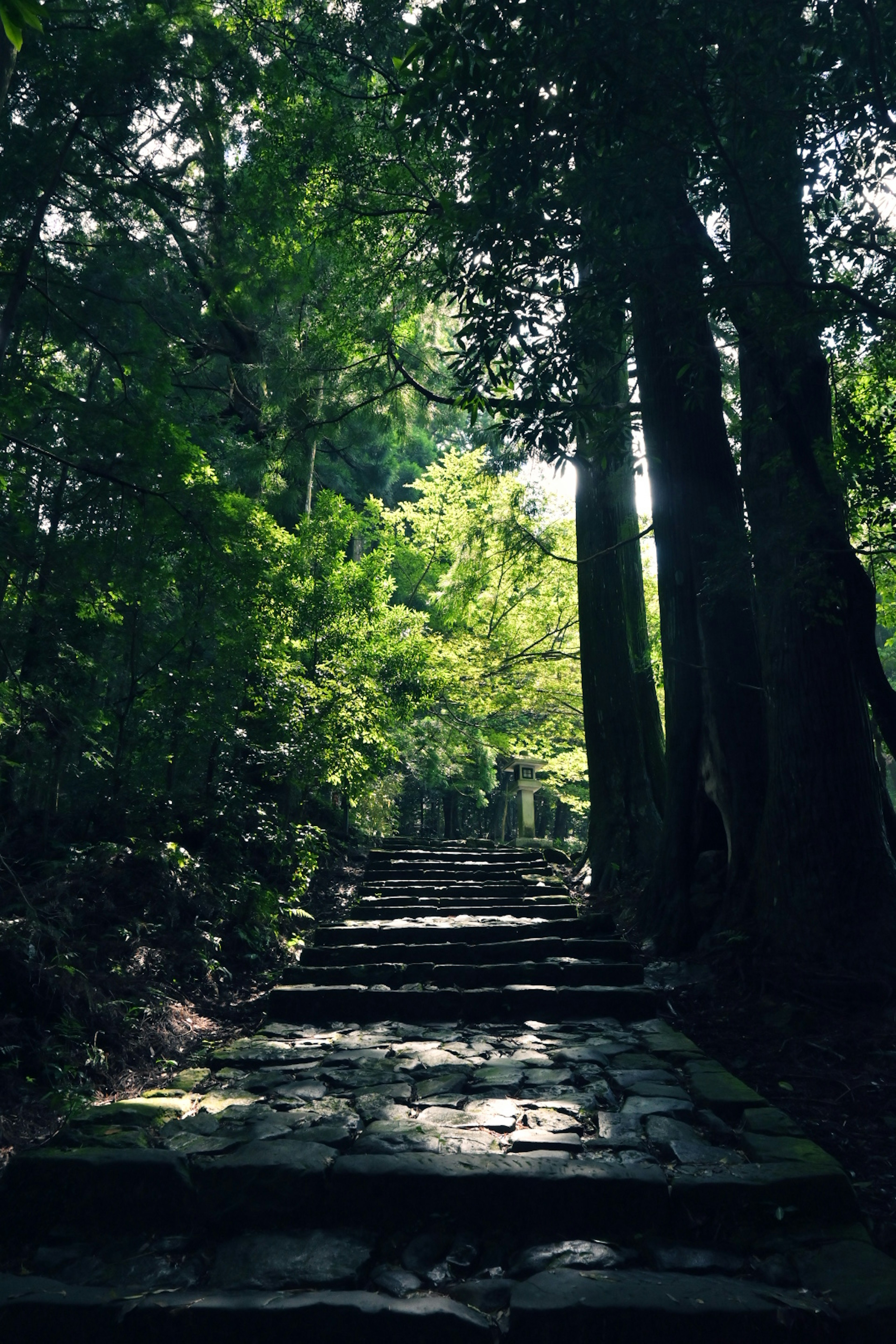 Stone steps leading through a lush green forest with tall trees