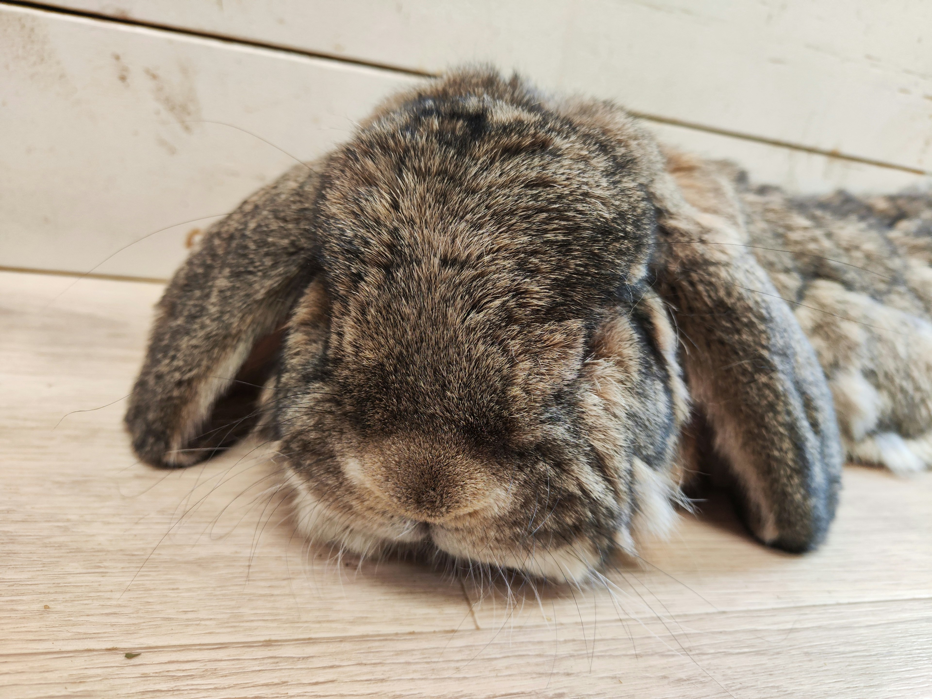 A fluffy rabbit plush toy resting on a wooden table