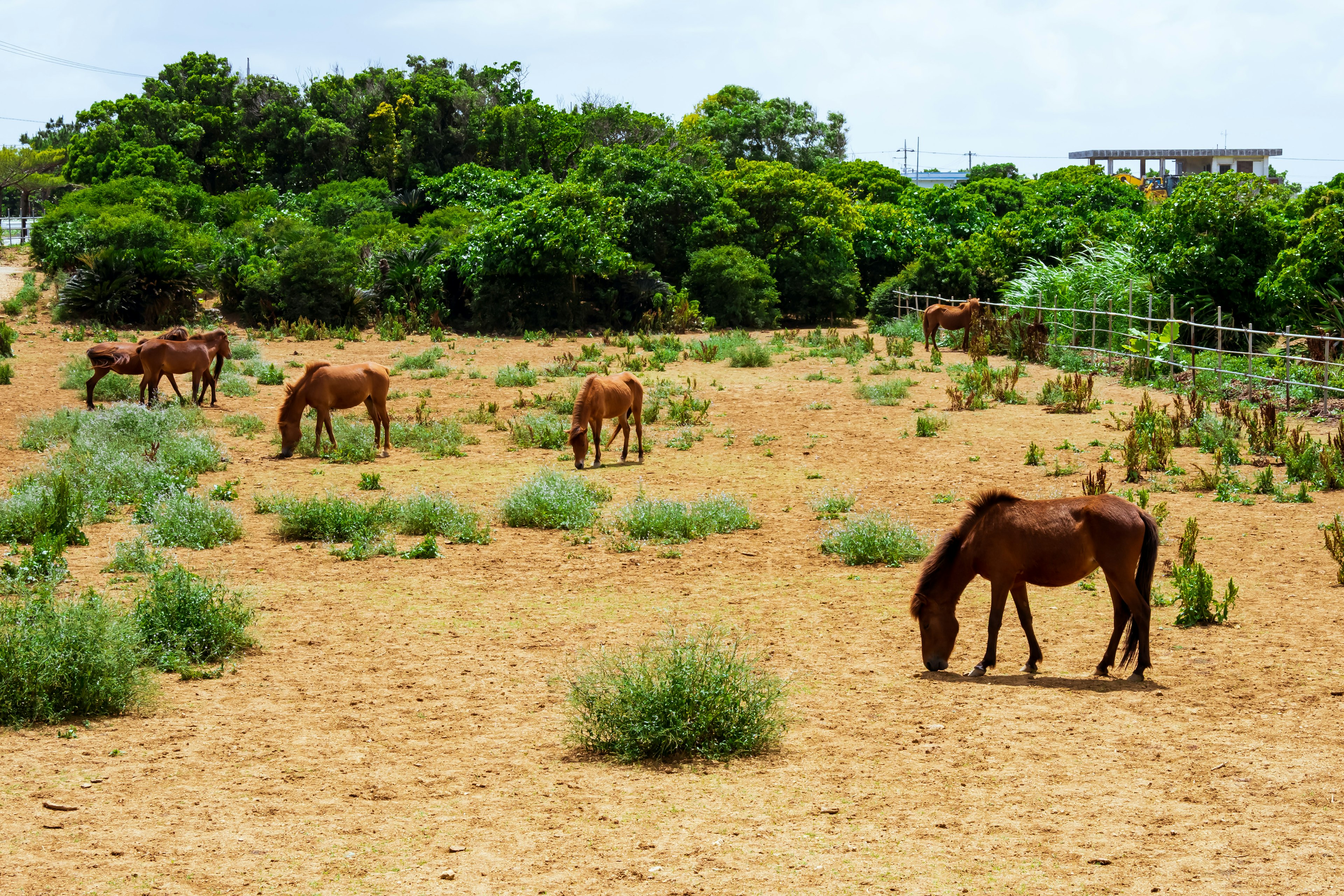 Des chevaux broutant dans un champ herbeux entouré d'arbres verts