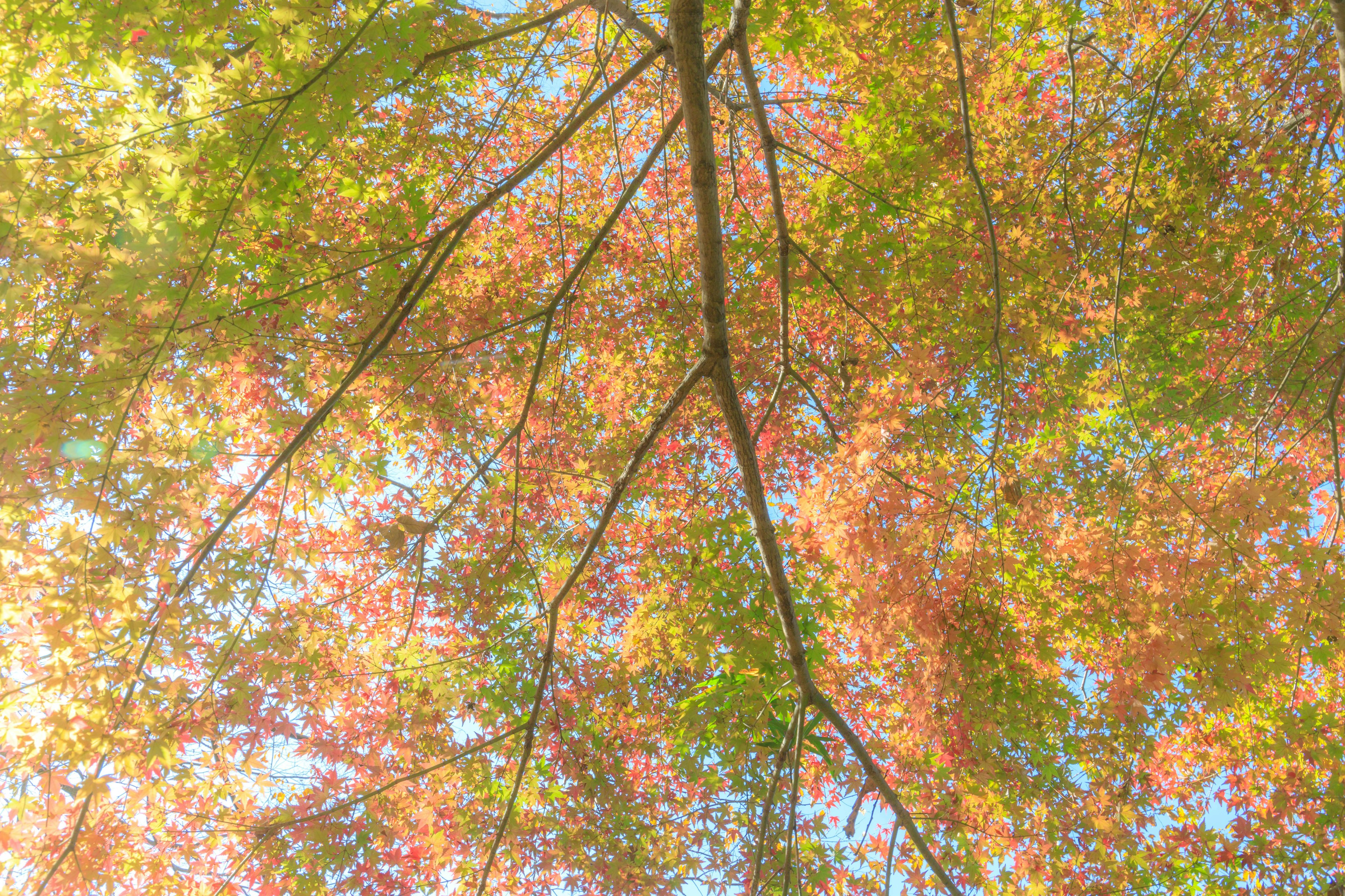 View looking up at branches of a tree with autumn leaves in vibrant colors