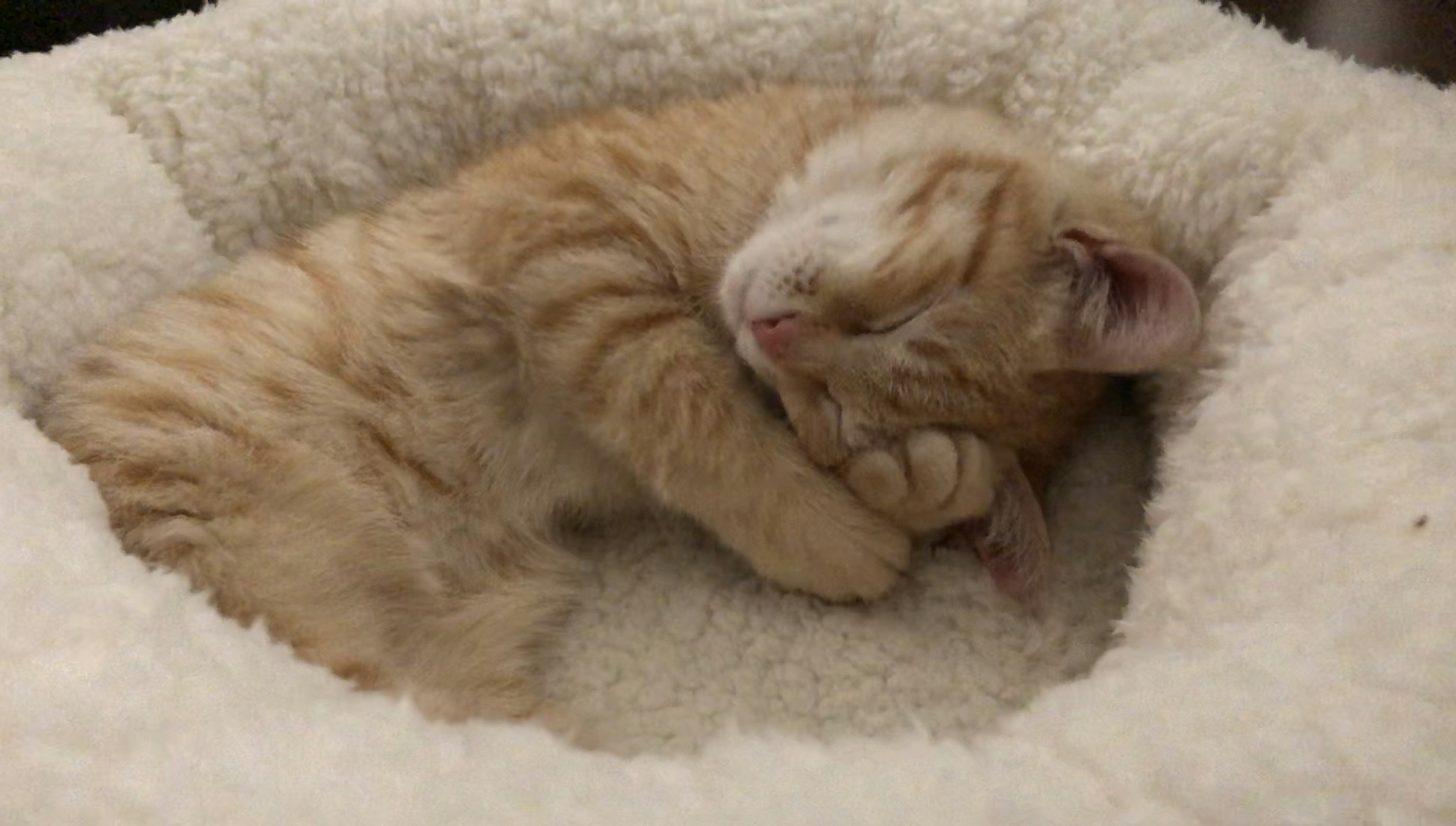 An orange kitten sleeping in a fluffy bed