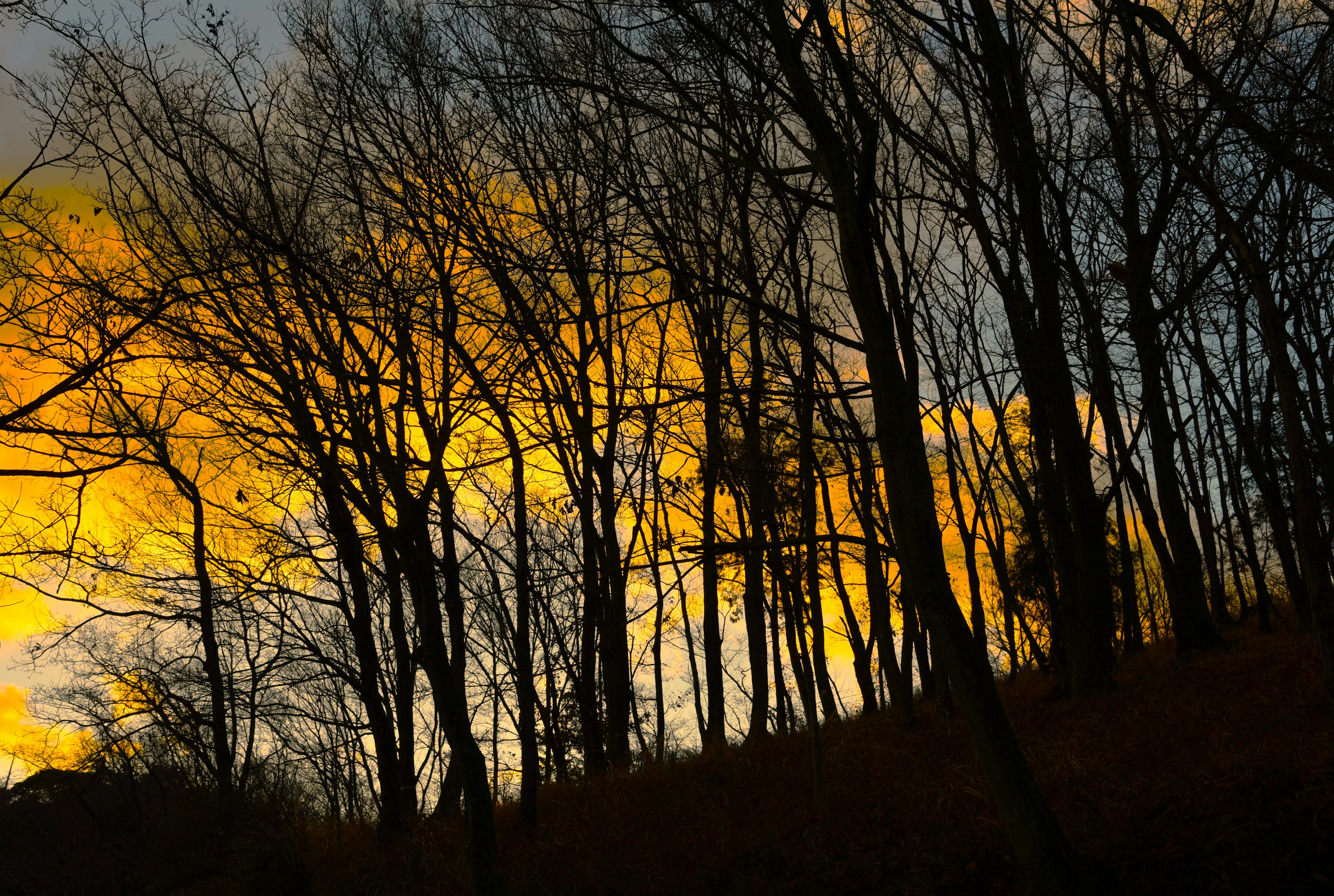 Silhouetted trees against a vibrant sunset sky