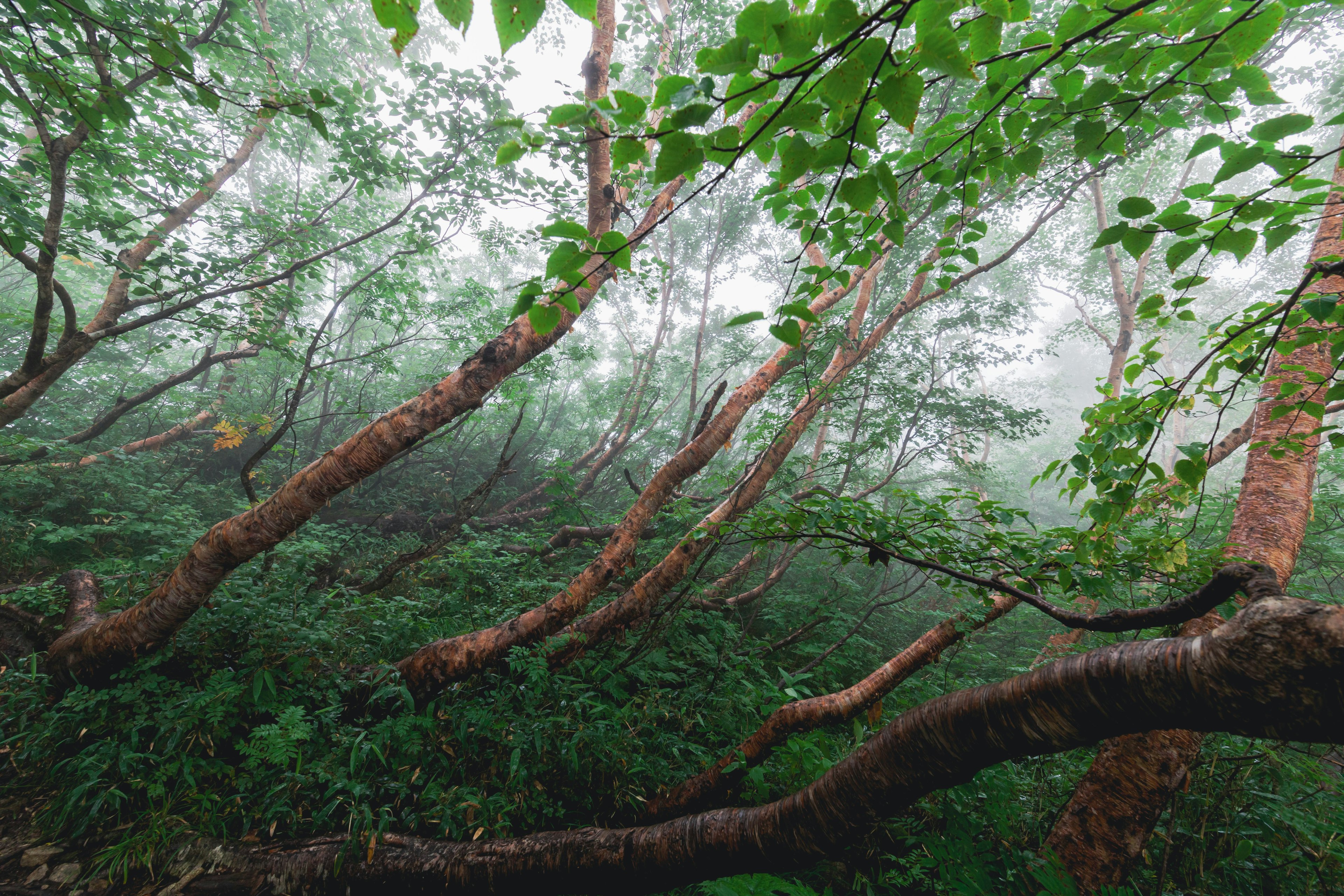 霧に包まれた森林の中に曲がった木々が生い茂る風景