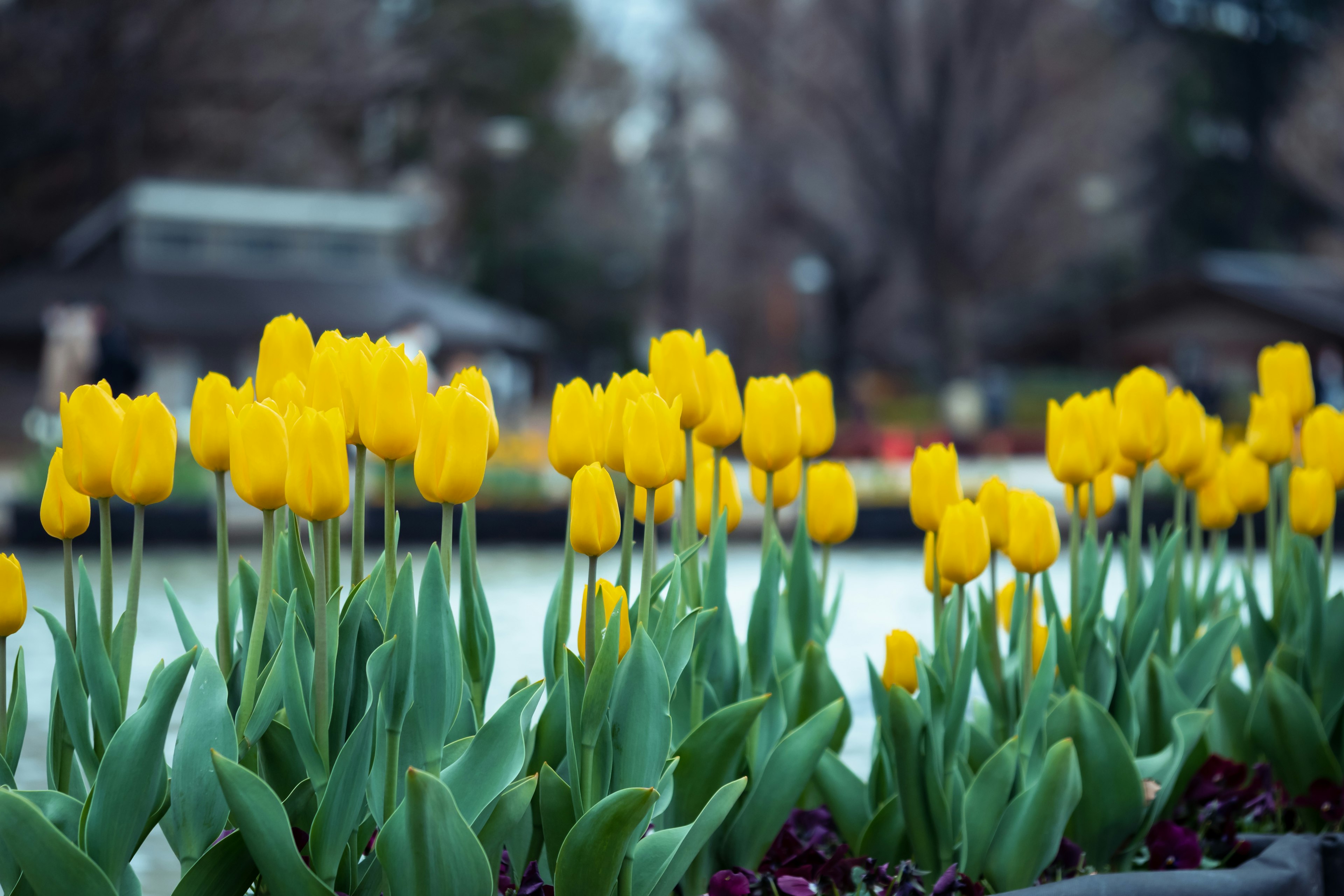 Primo piano di tulipani gialli in fiore in un'aiuola