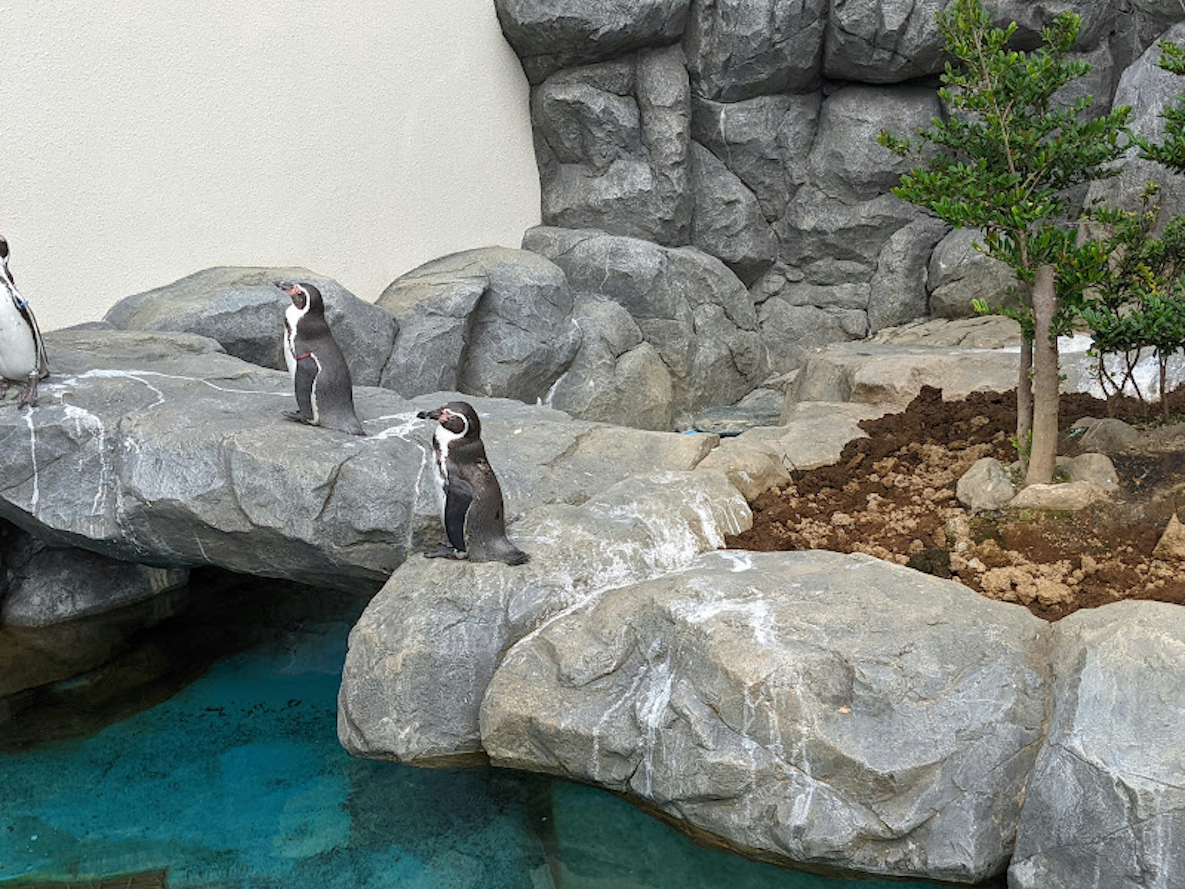 Penguins standing on rocks near a small tree and water