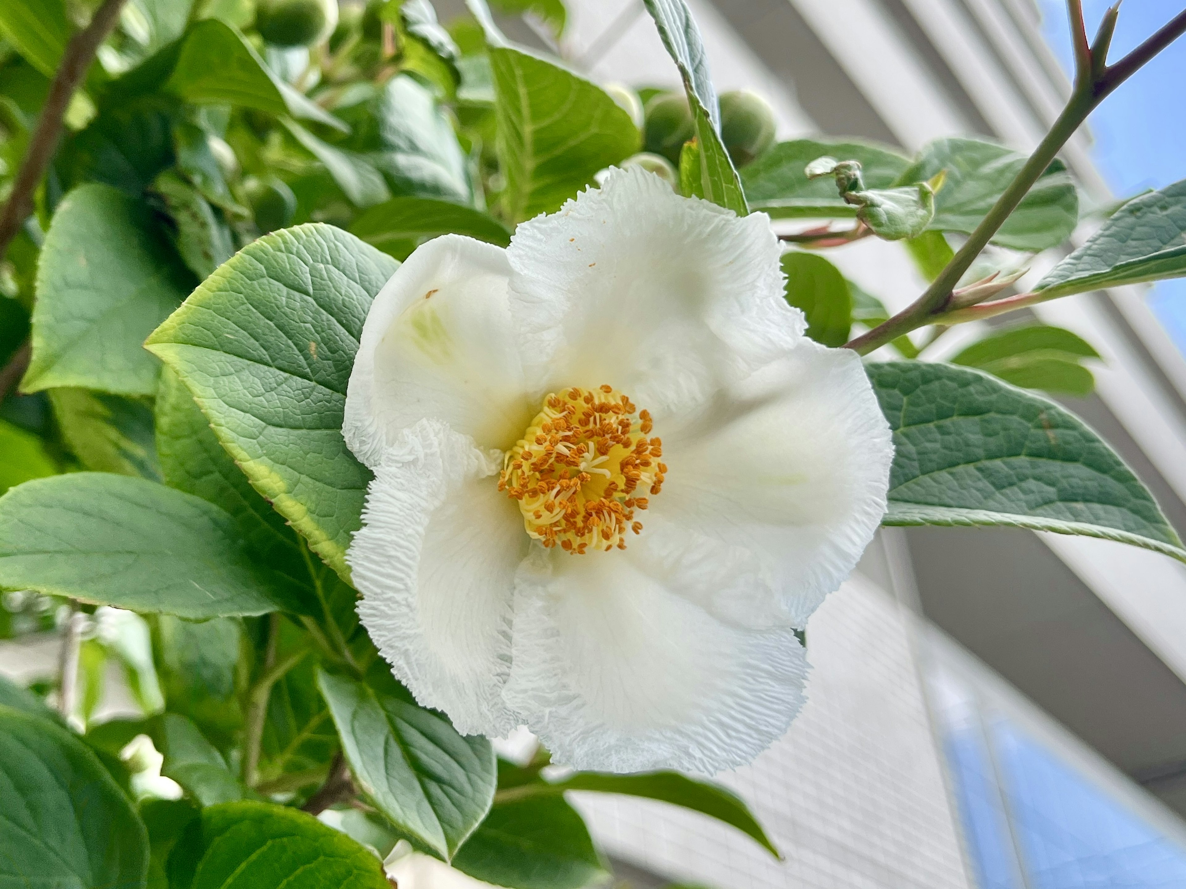 Gros plan d'une fleur blanche avec un centre jaune et des feuilles vertes