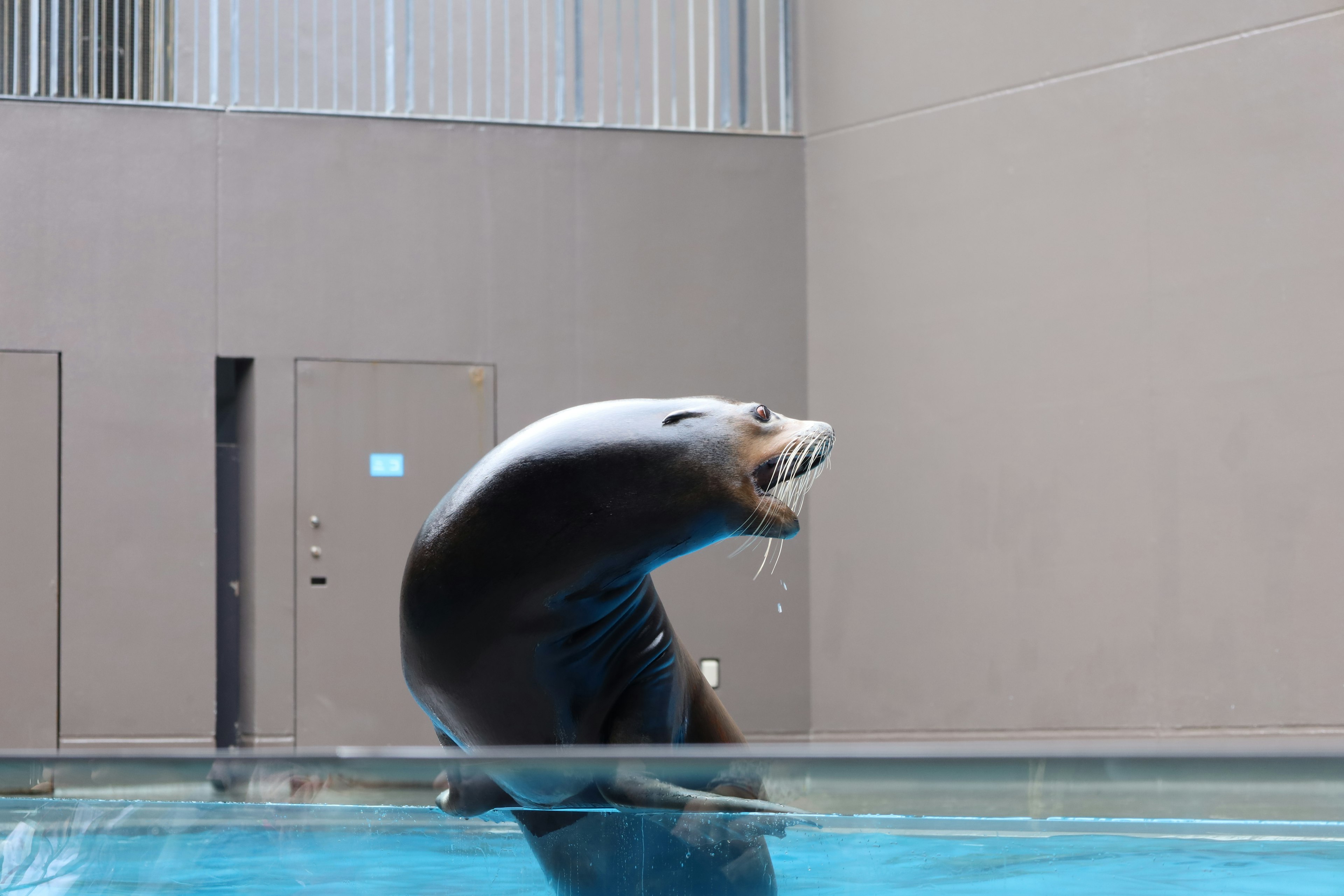 Sea lion jumping out of water