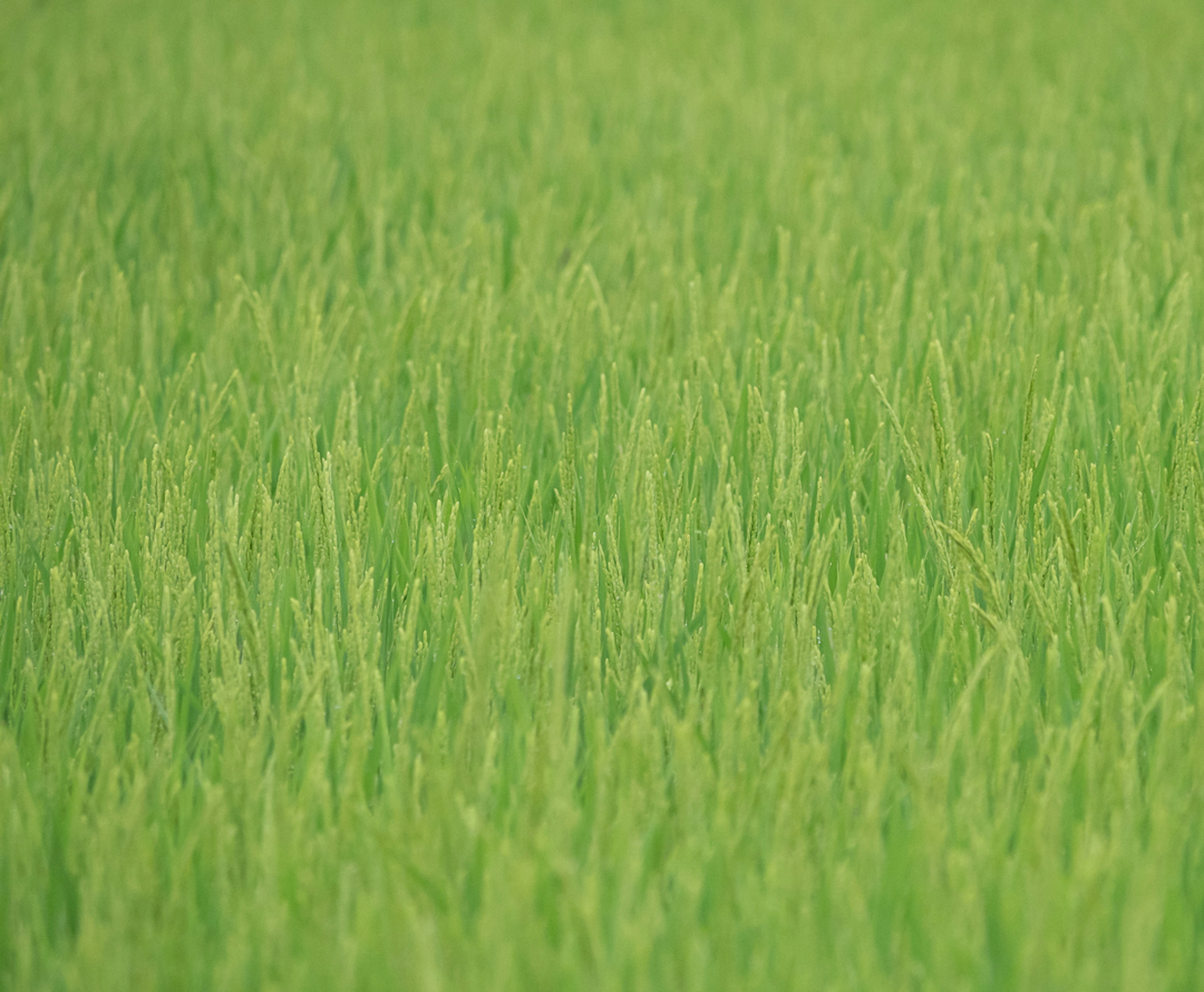 Campo di riso verde rigoglioso con erba alta