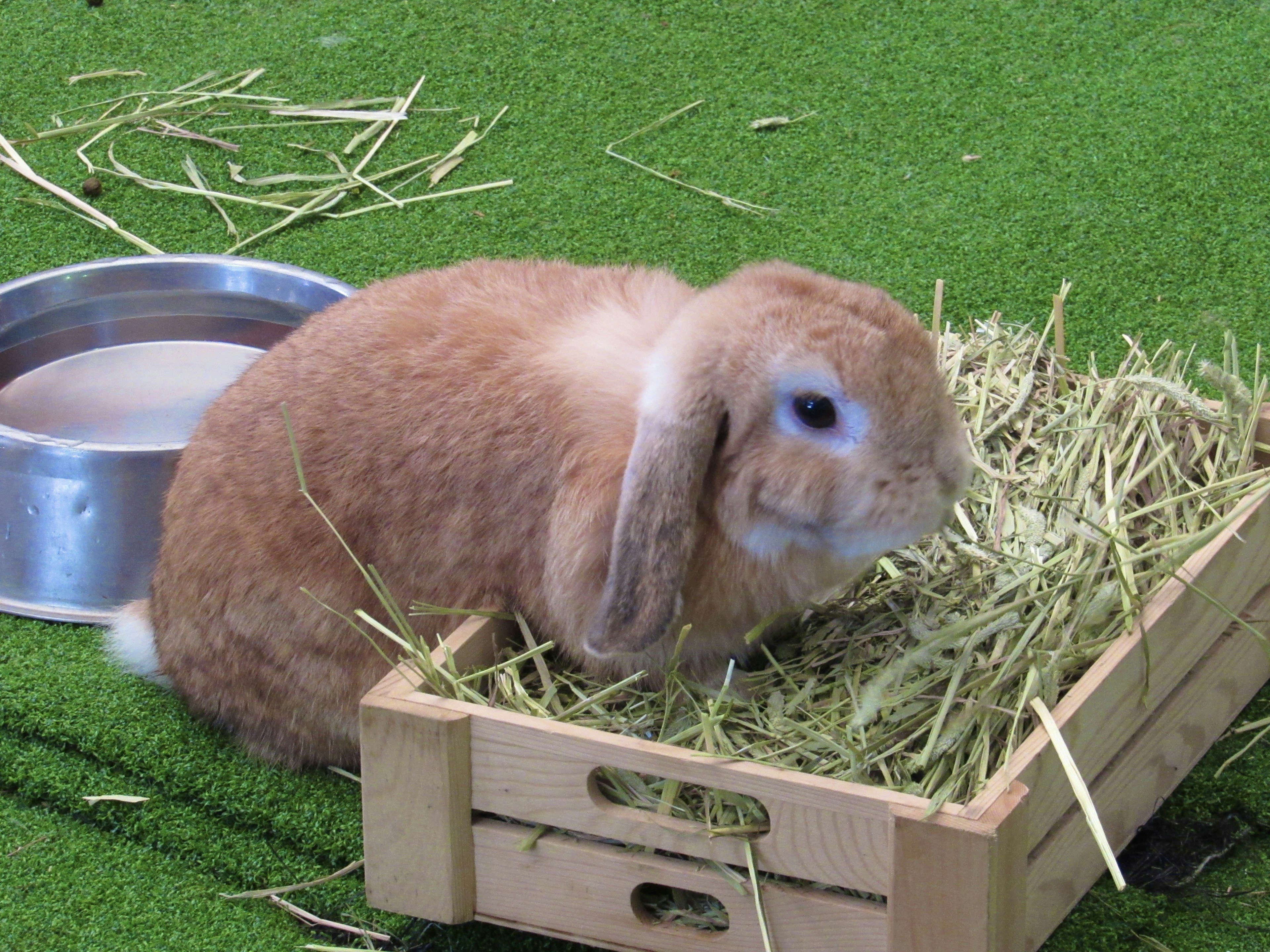 Lapin brun assis dans une boîte en bois remplie de foin