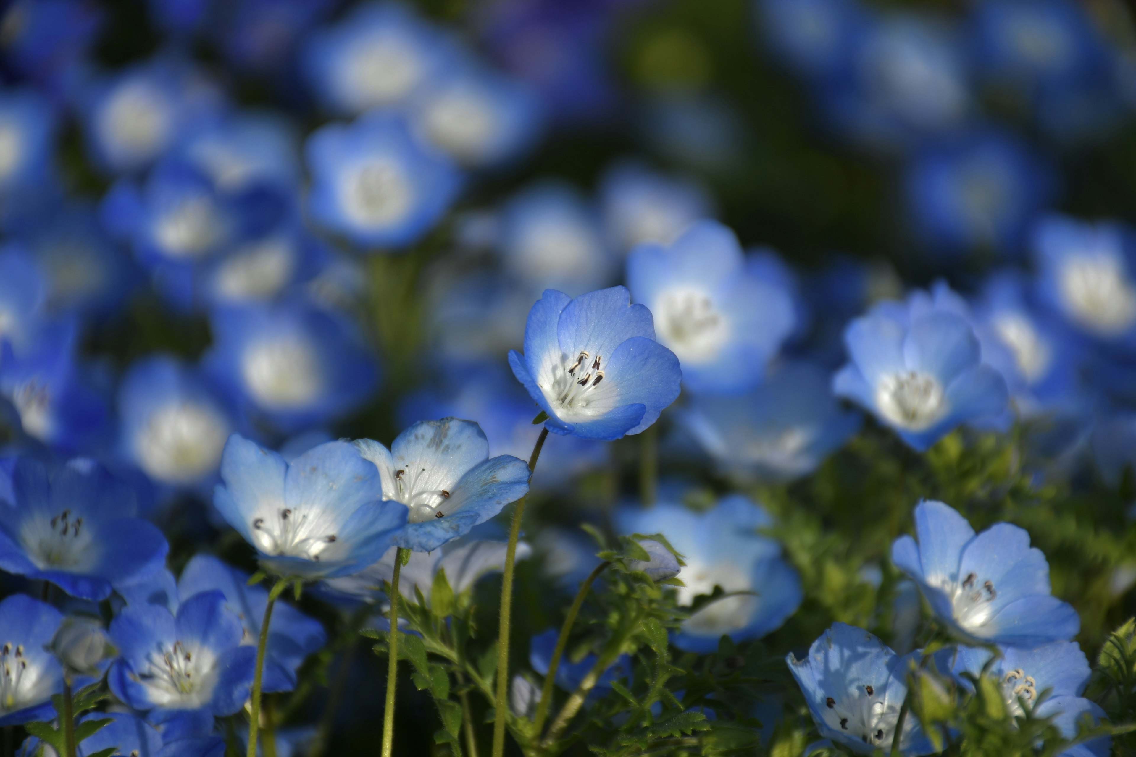 青い花の群生が広がる風景