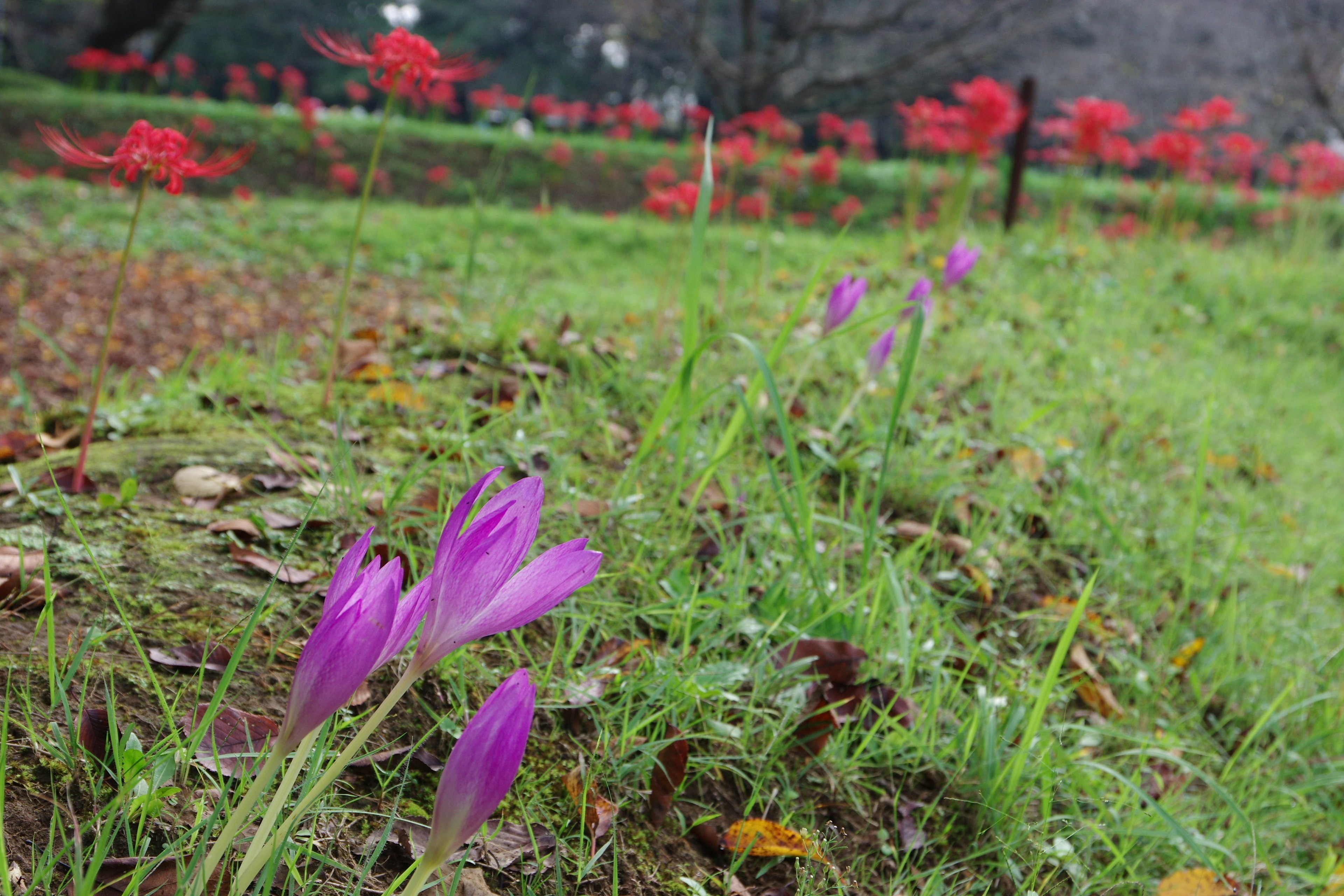 紫色花朵在草地上盛開，背景是紅色花朵