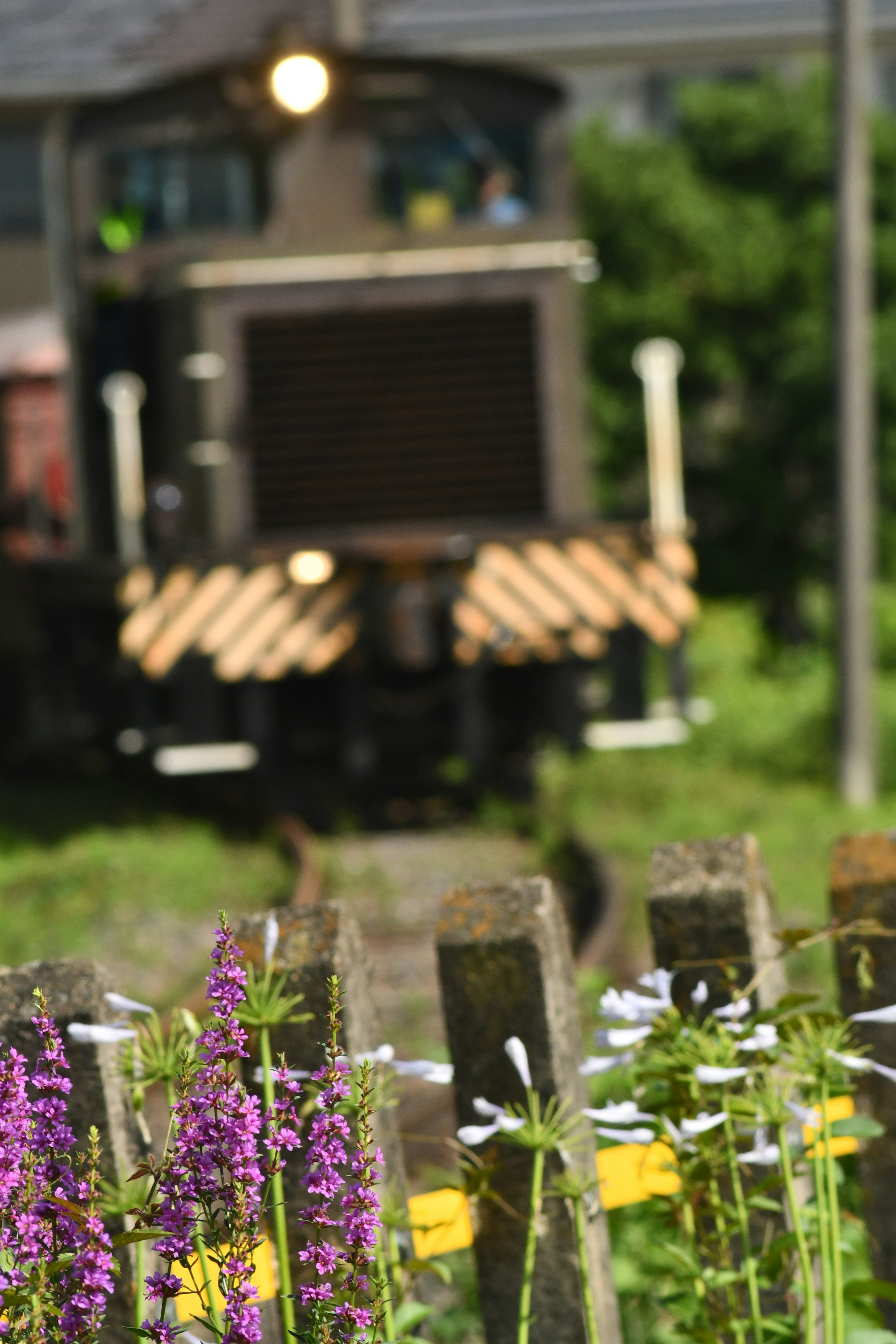 Treno sullo sfondo con fiori selvatici in primo piano