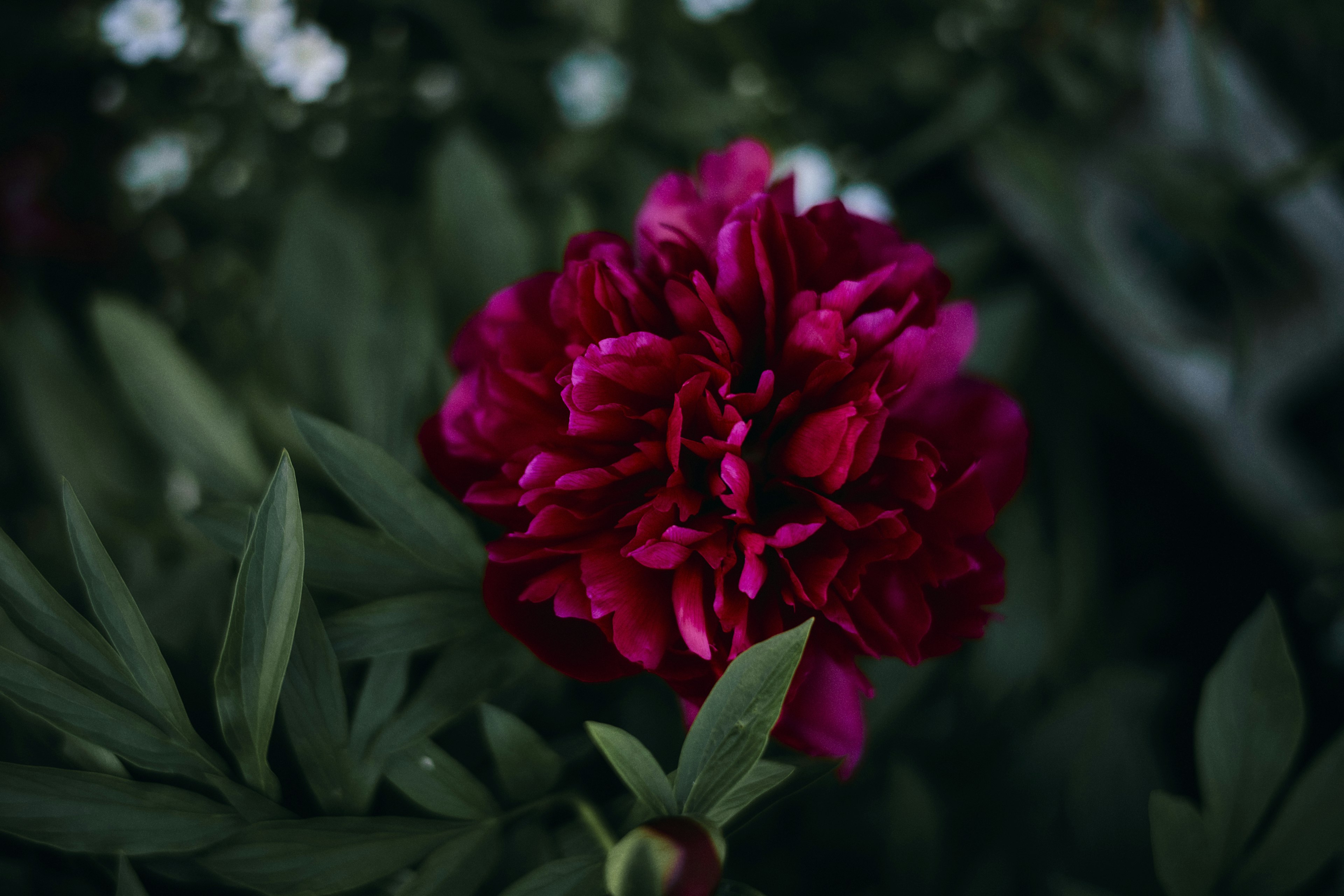 深い赤色の花が緑の葉に囲まれて咲いている