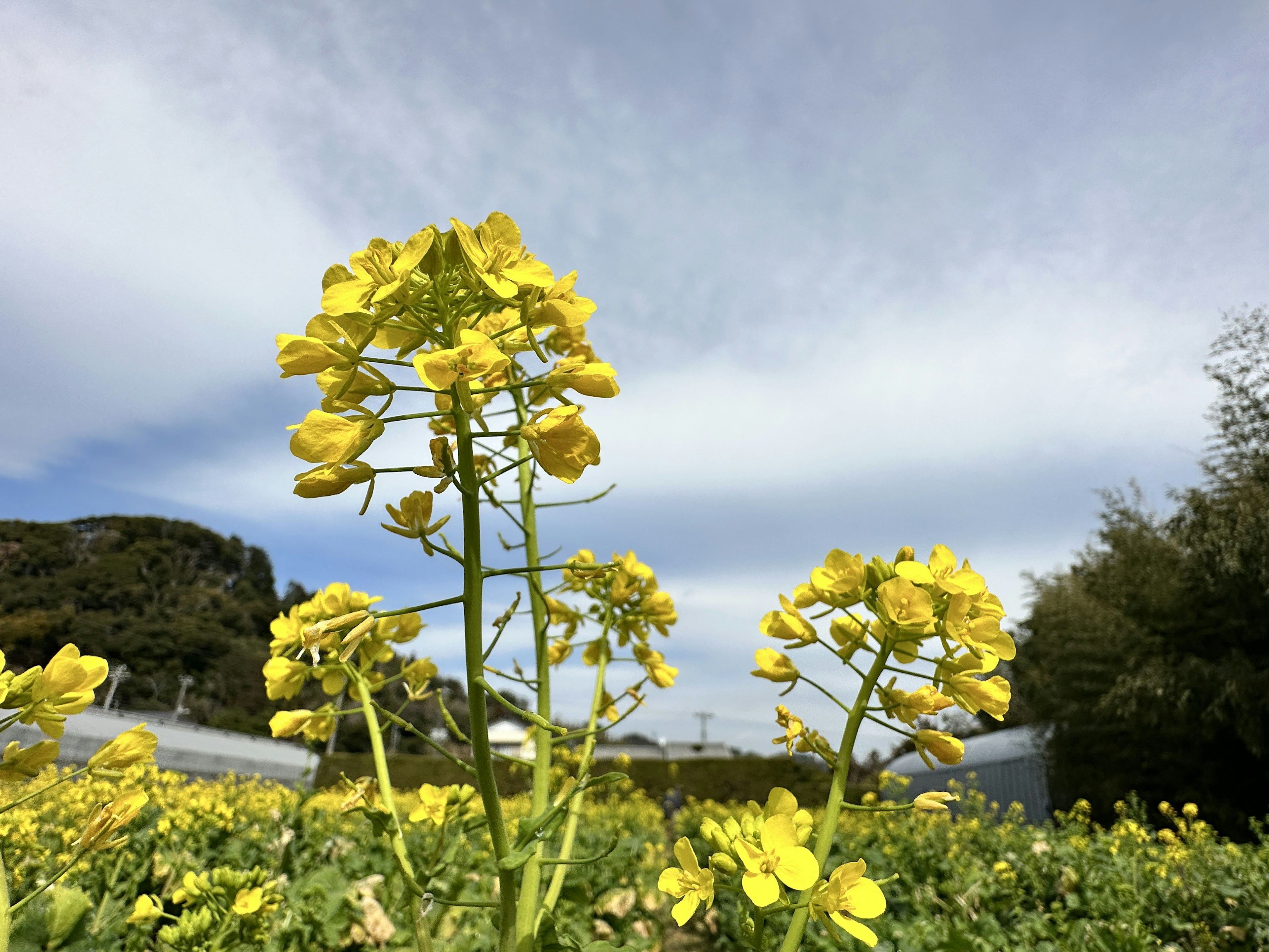 黄色い花が咲く菜の花畑の風景と青空