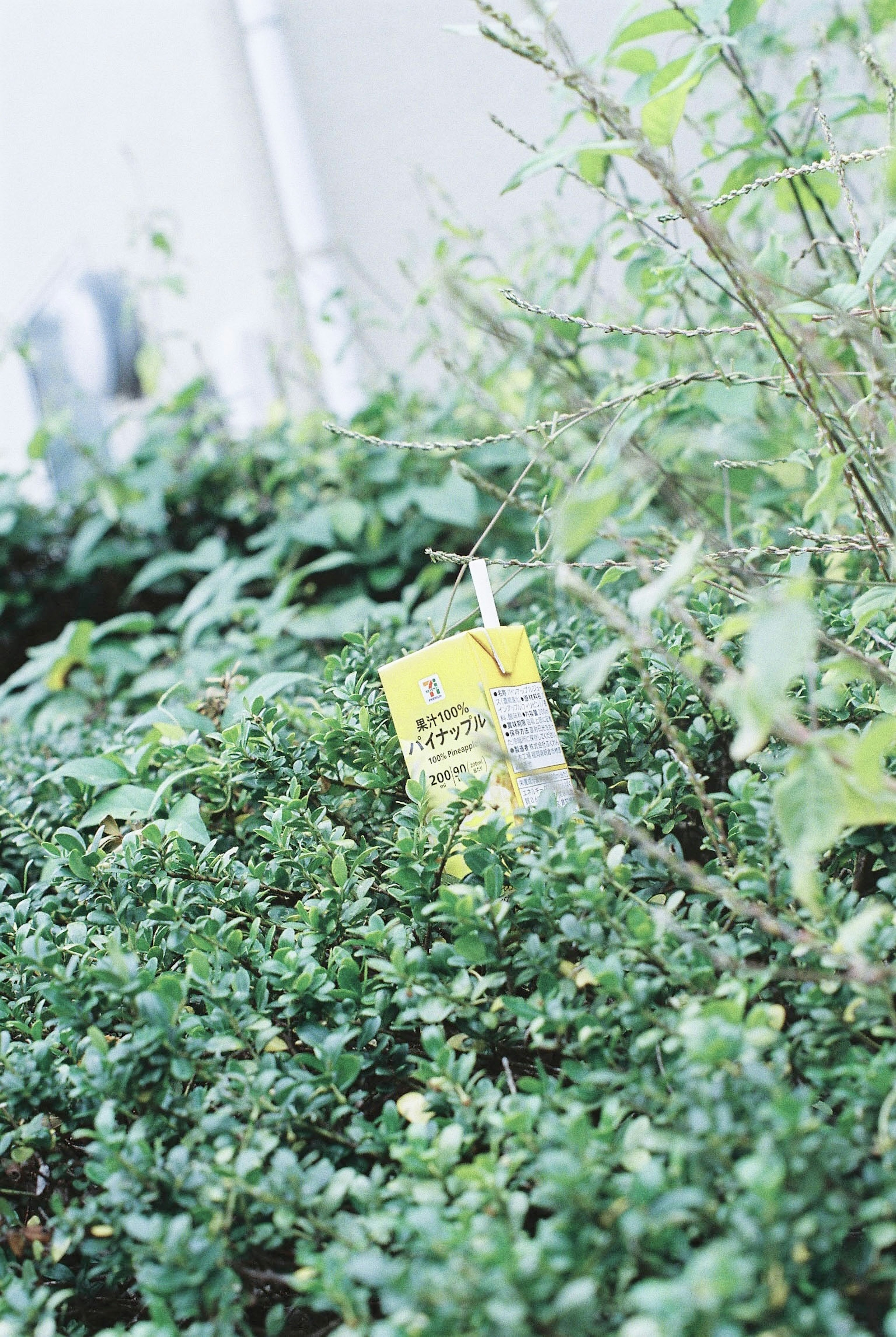 緑豊かな低木の中に埋もれた黄色い植物のタグ