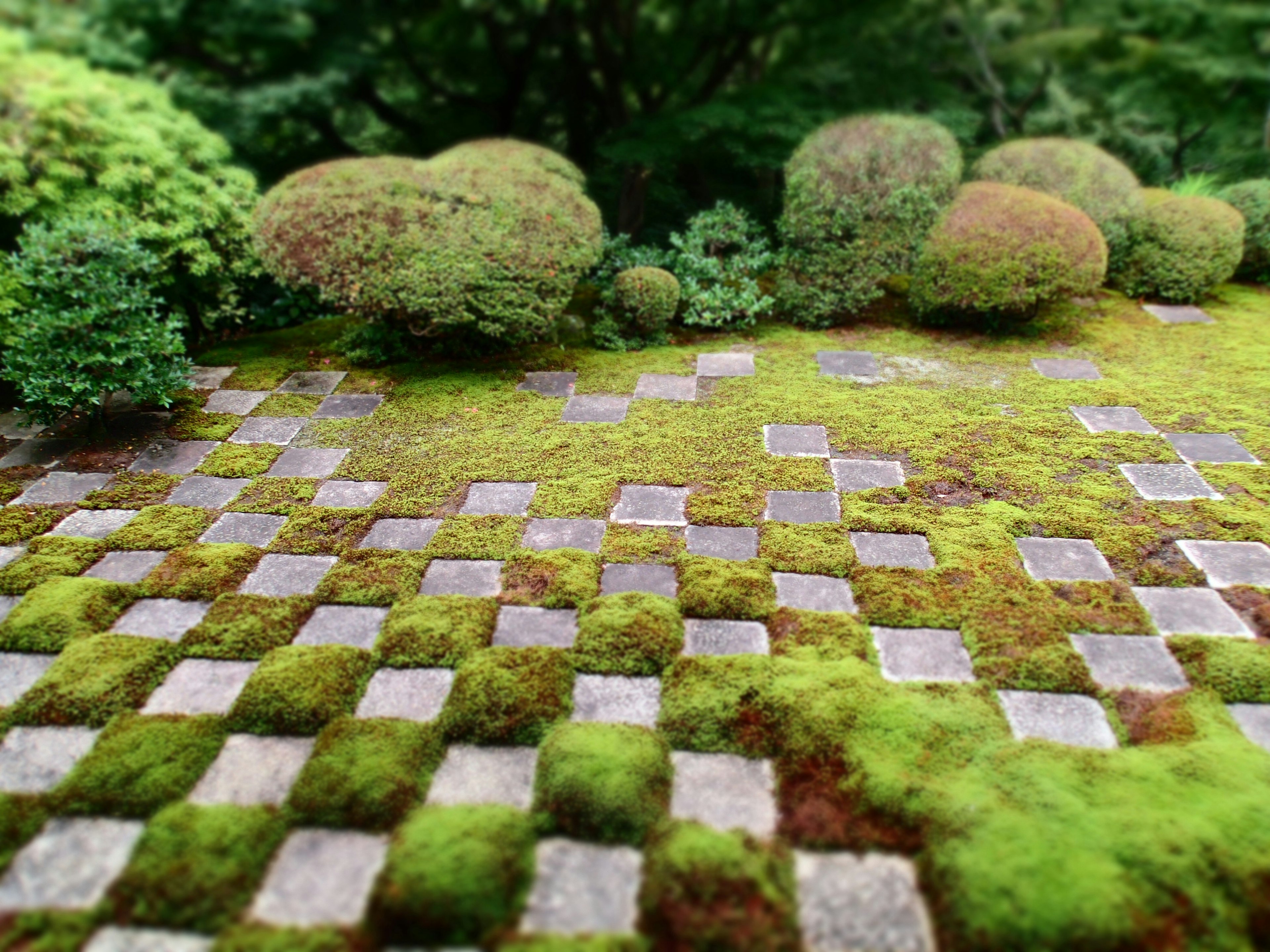 緑の庭に敷かれた石のパターンと苔の生えた景観