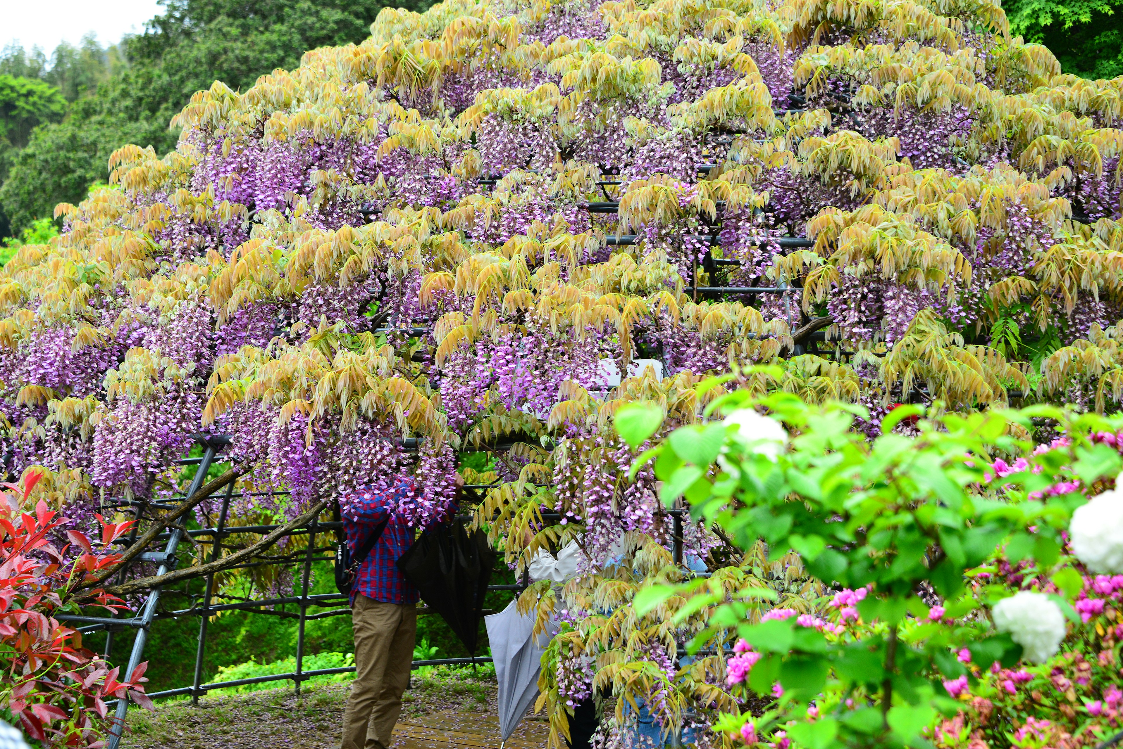 紫色の花を咲かせた藤の木の下で作業する人々