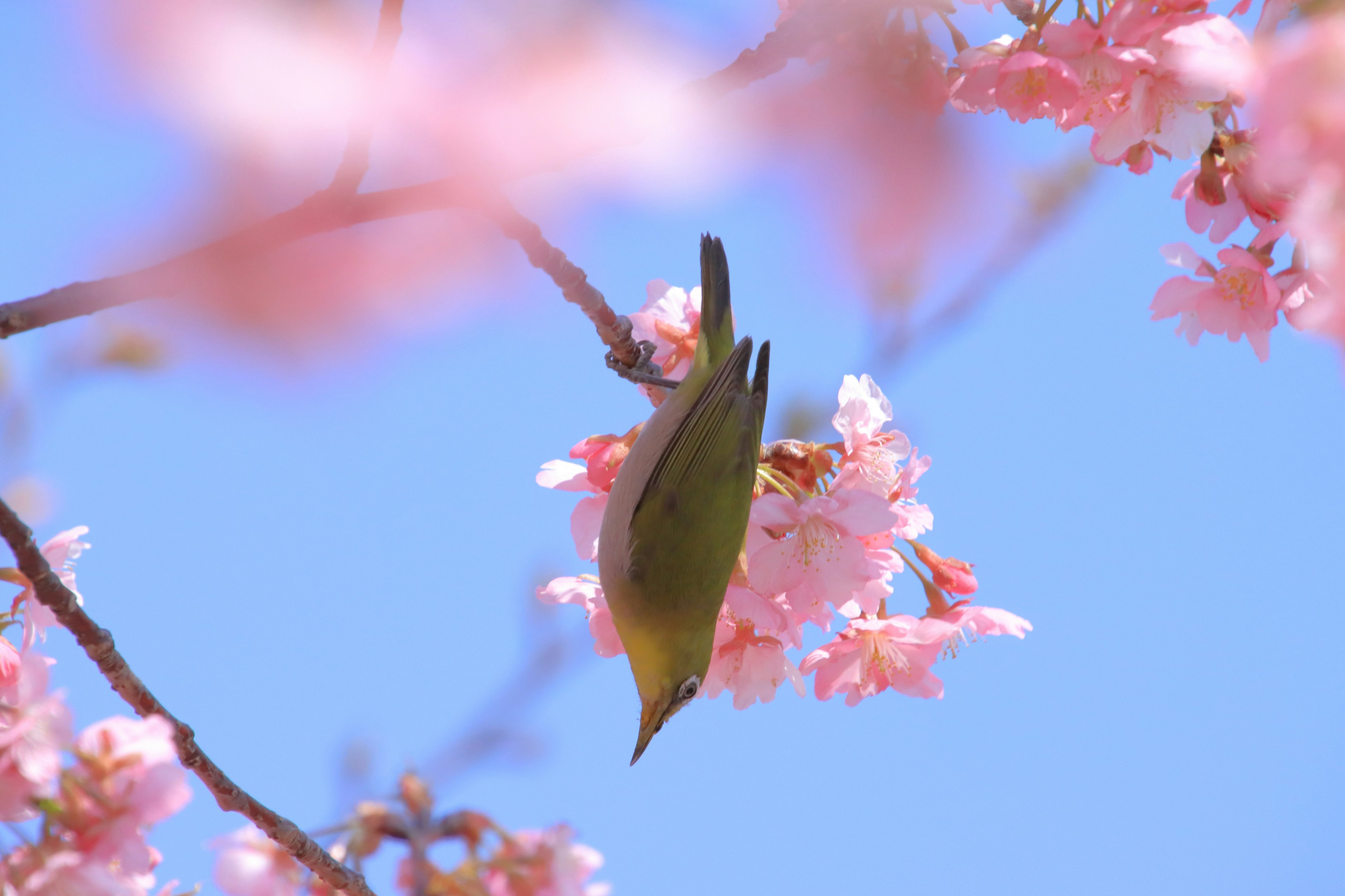 Un pequeño pájaro colgando de flores de cerezo bajo un cielo azul