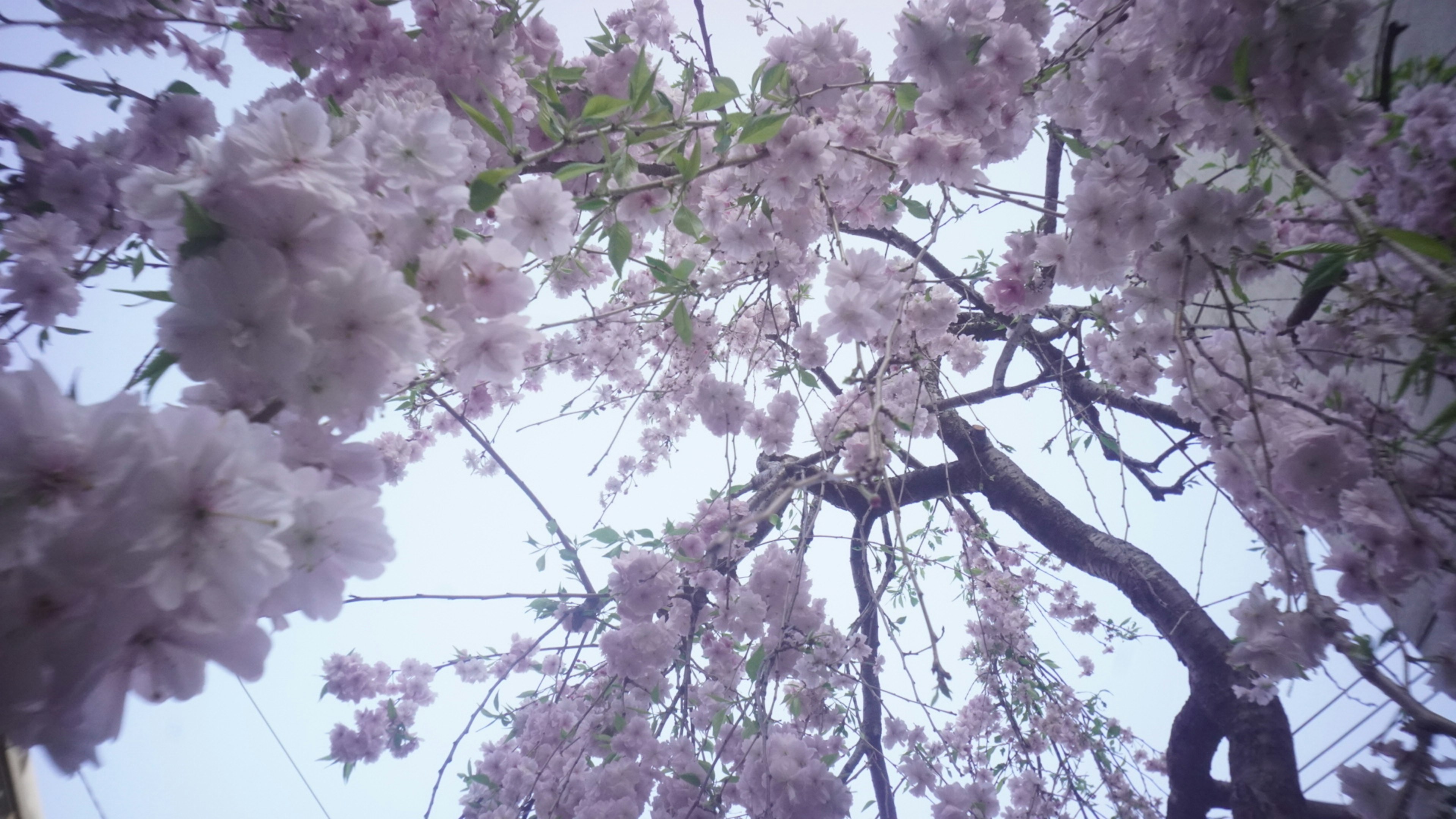 Vista desde debajo de un cerezo en flor con flores rosas llenas contra un cielo claro