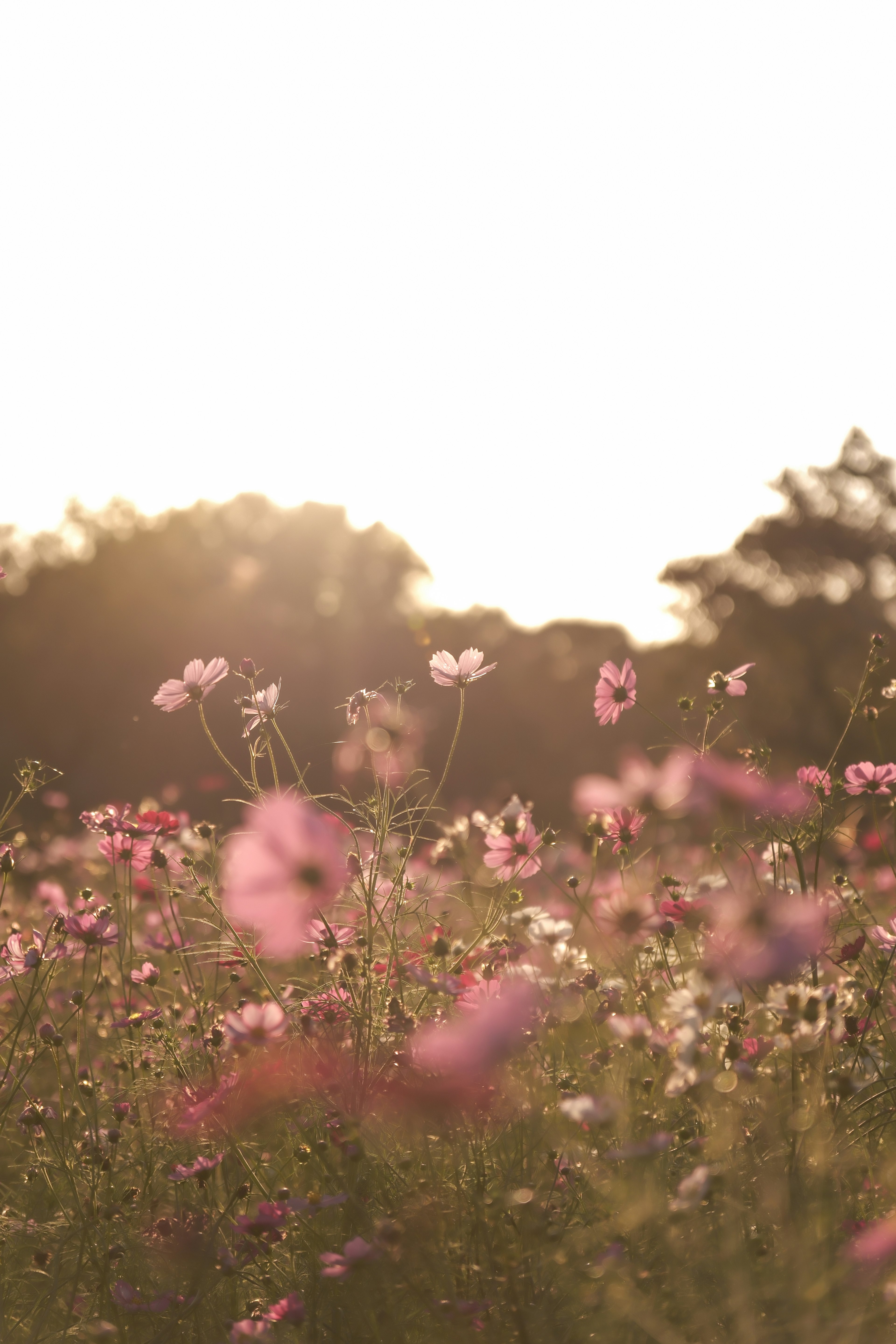 夕日を浴びた花畑に咲く色とりどりの花々