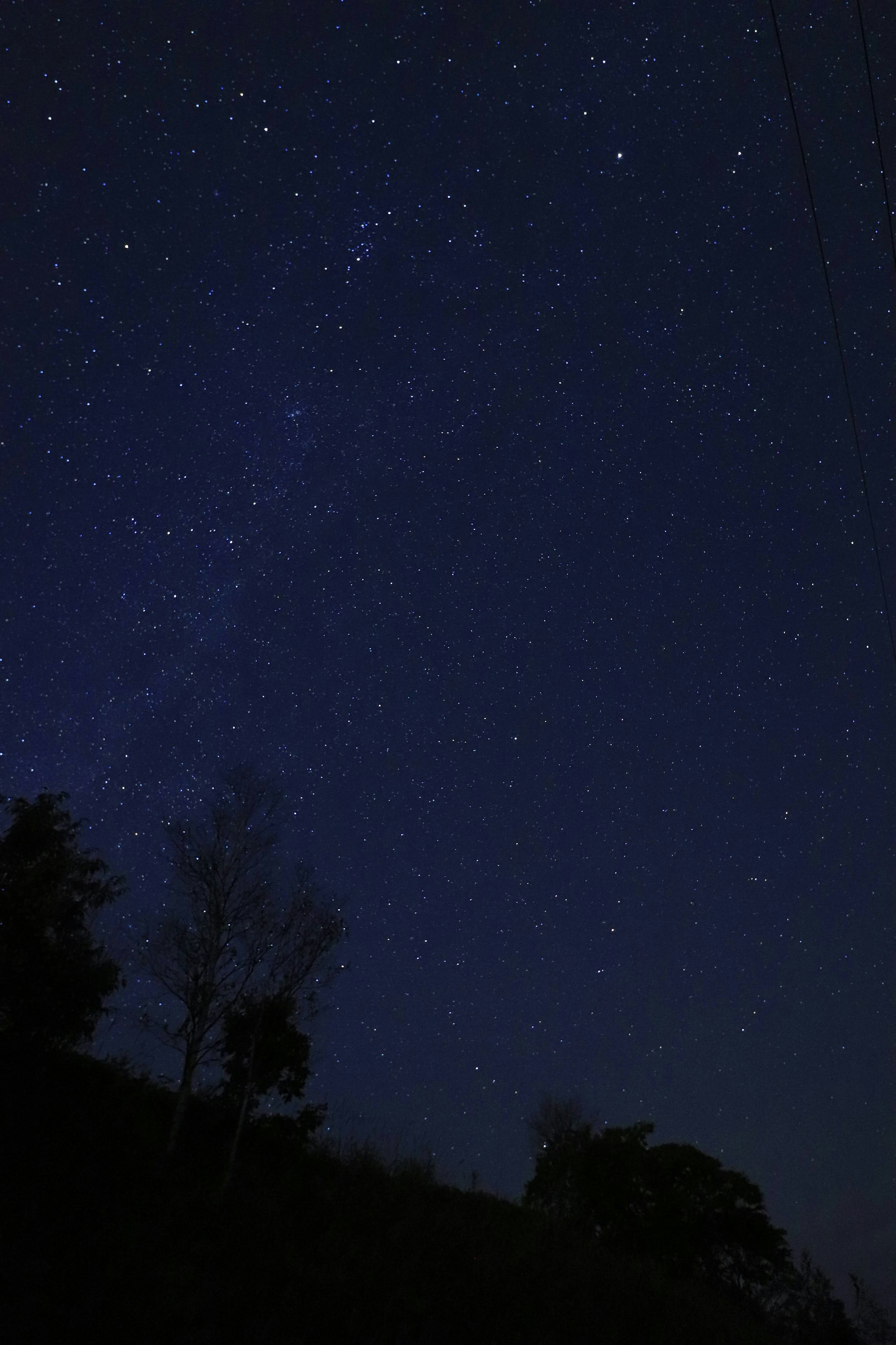 Bellissimo cielo notturno pieno di stelle e alberi in silhouette