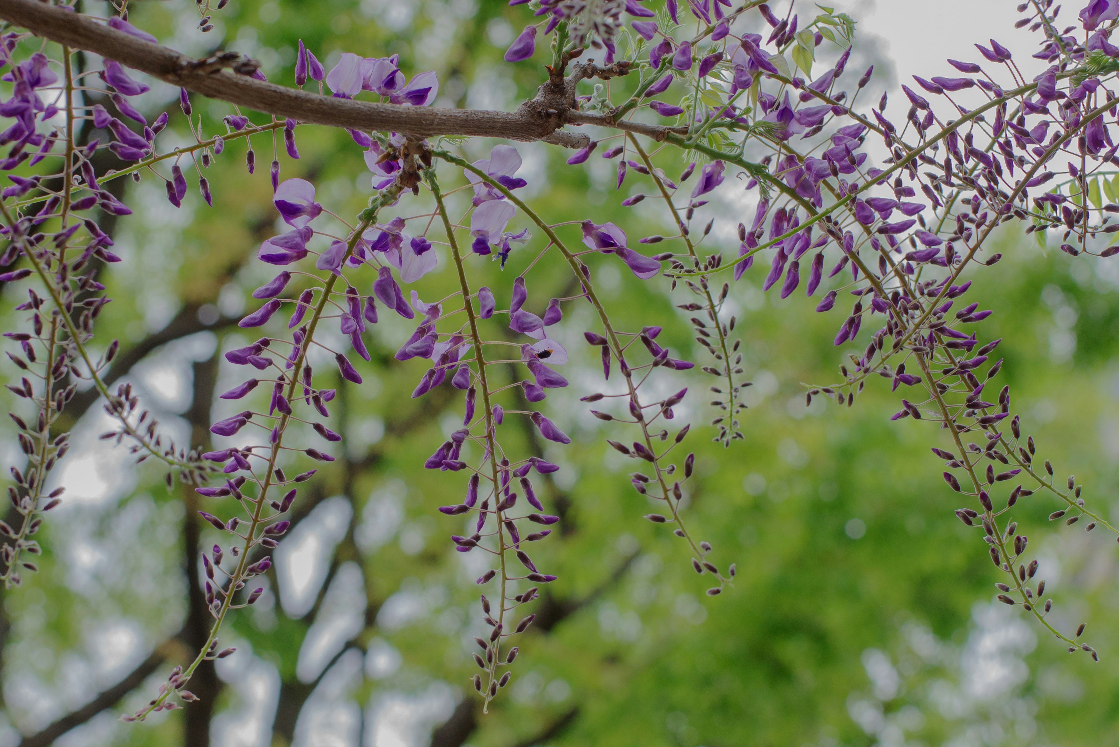 Acercamiento de una rama de glicinia con flores moradas