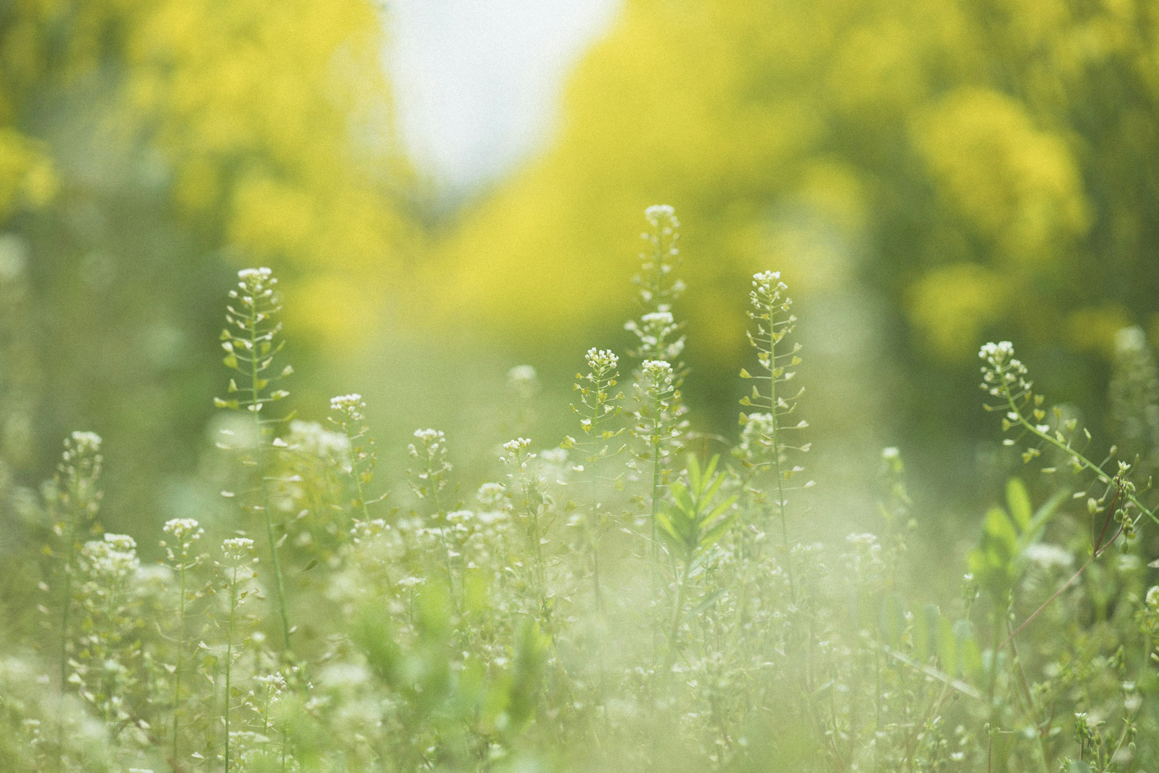 Un prado verde con flores blancas esparcidas entre flores amarillas en flor