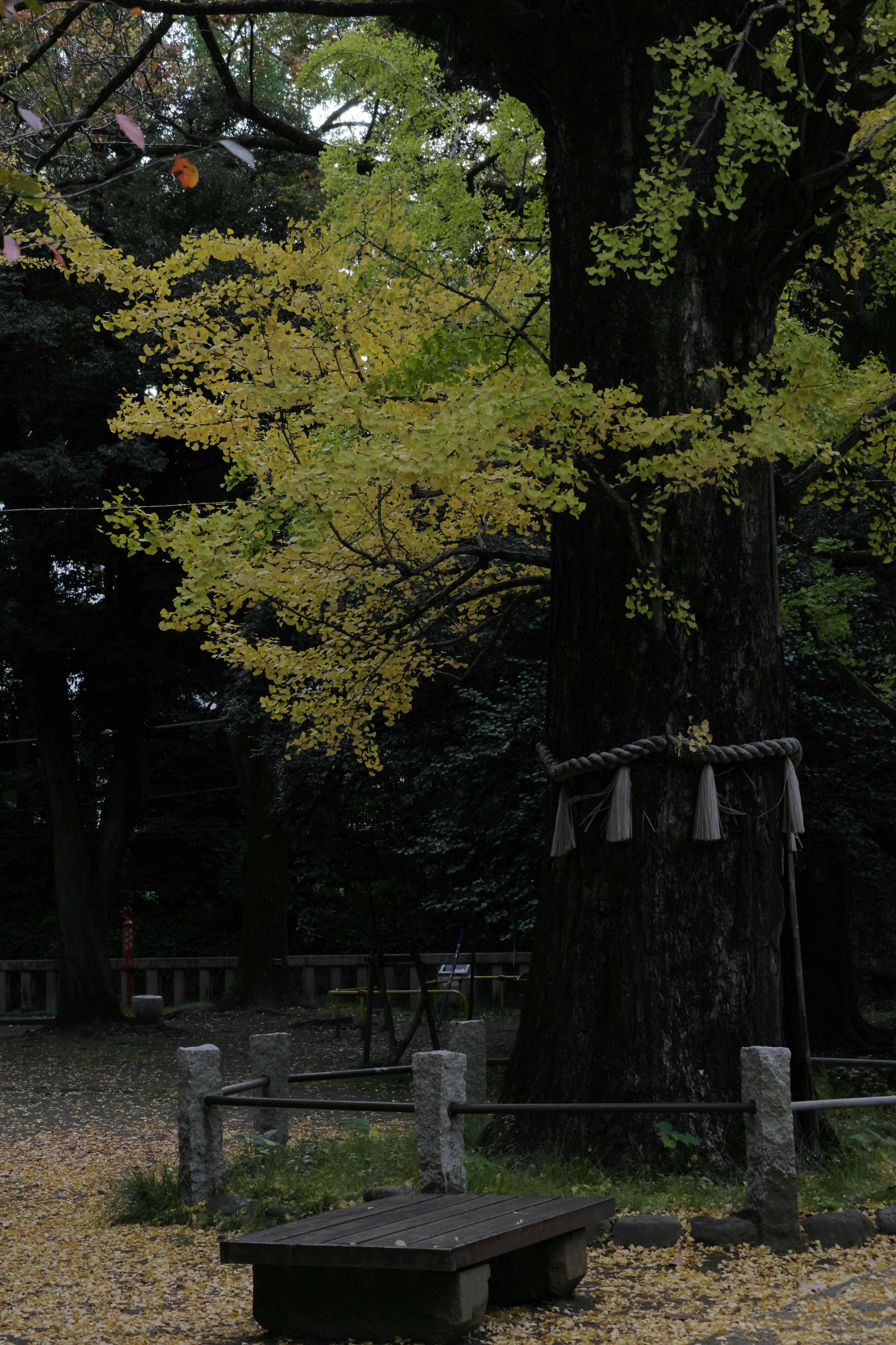 Una escena serena de un parque con un árbol de ginkgo con hojas amarillas y un tronco antiguo