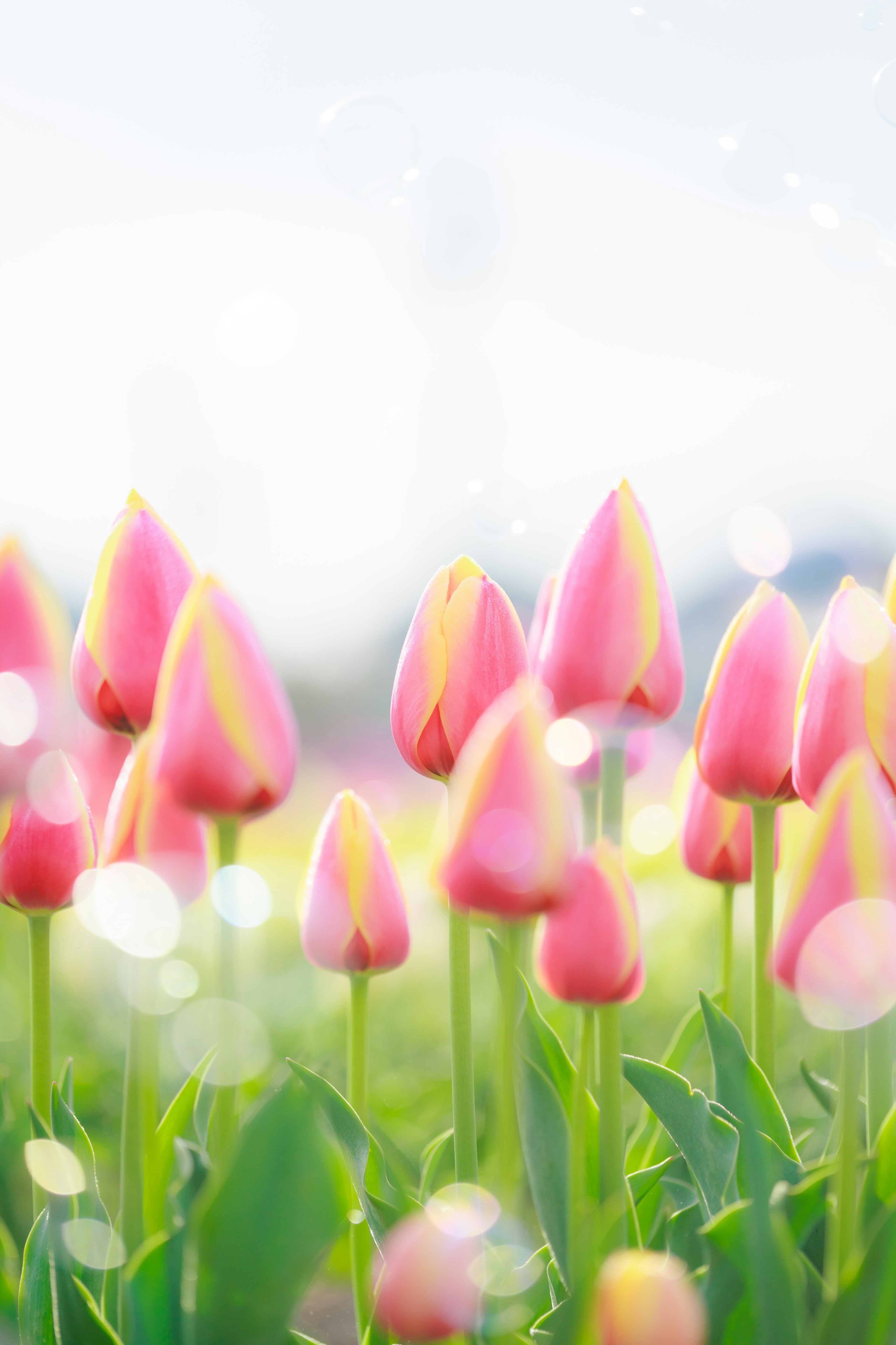 Ladang tulip merah muda dengan sinar lembut dan latar belakang kabur