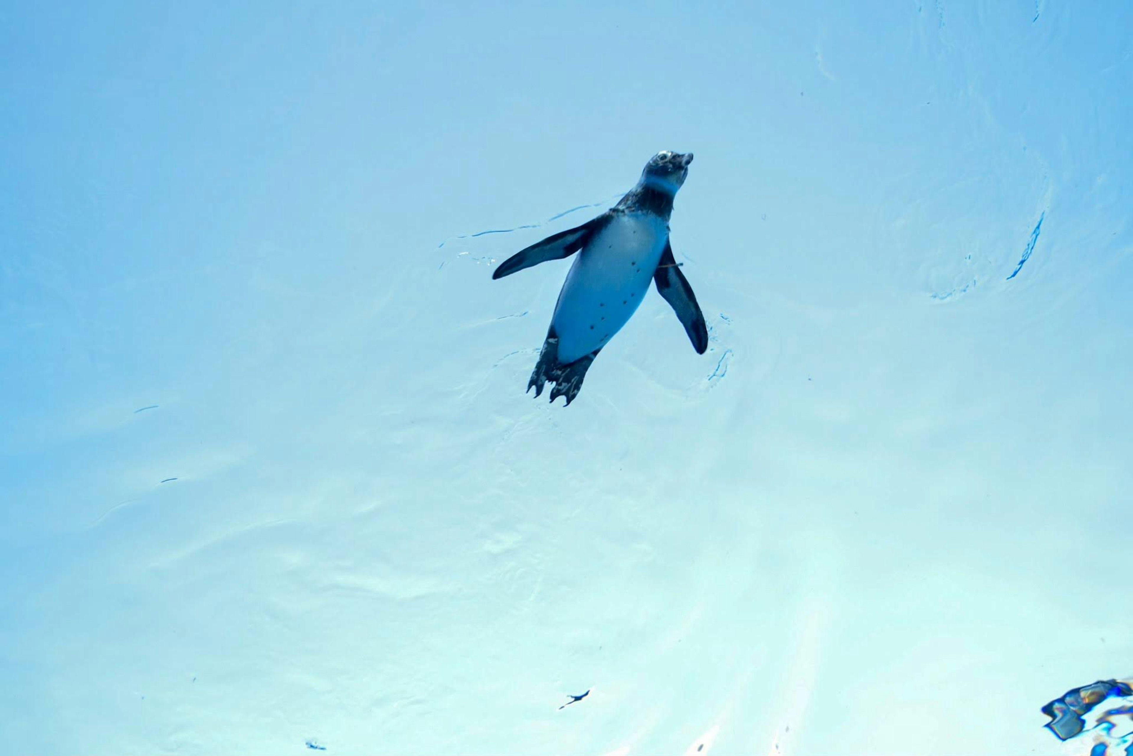 Pinguino che nuota sott'acqua con uno sfondo blu